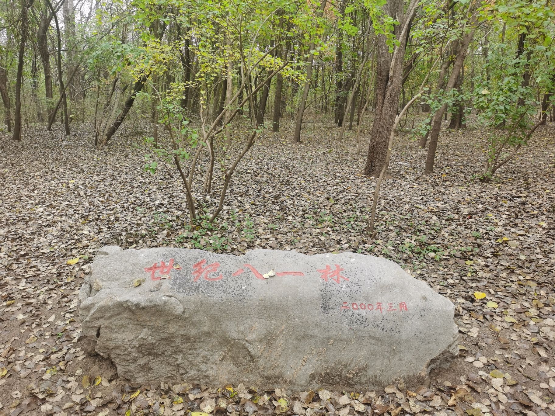 世纪八一林旅行图片 1
