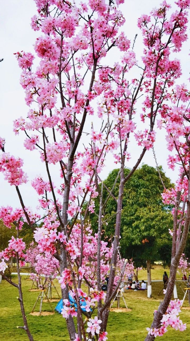 百东花海旅行图片 1