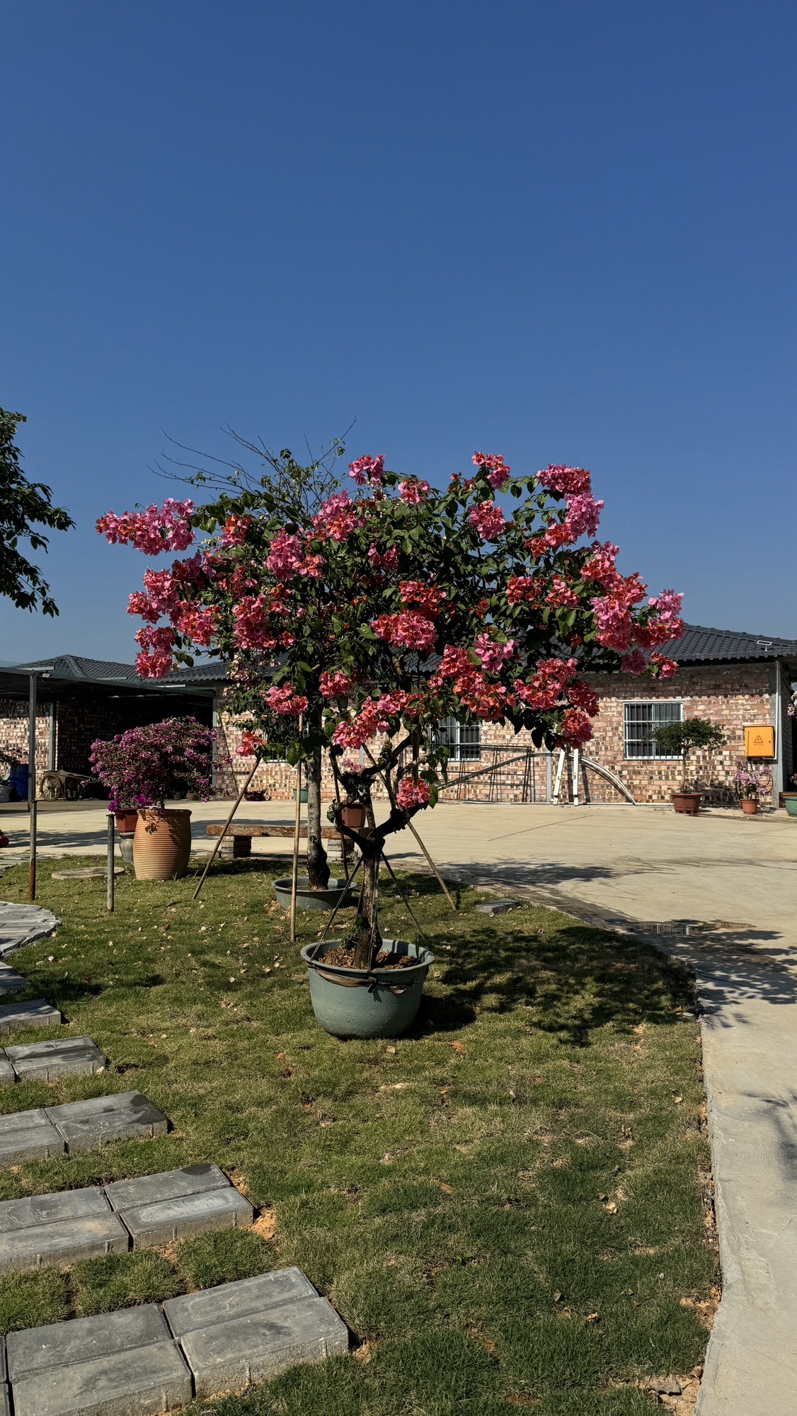 百东花海旅行图片 2