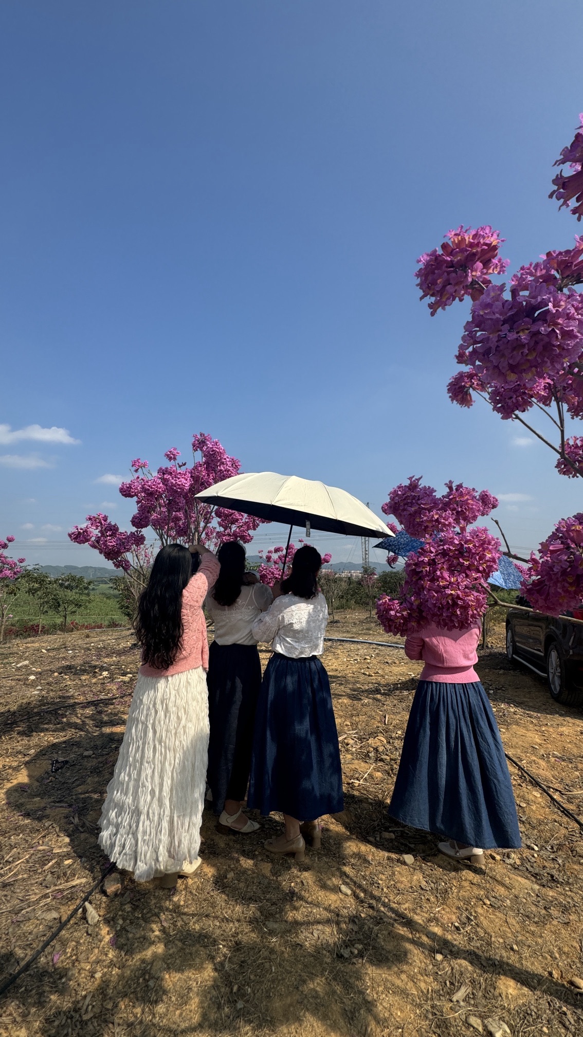 百东花海旅行图片 3