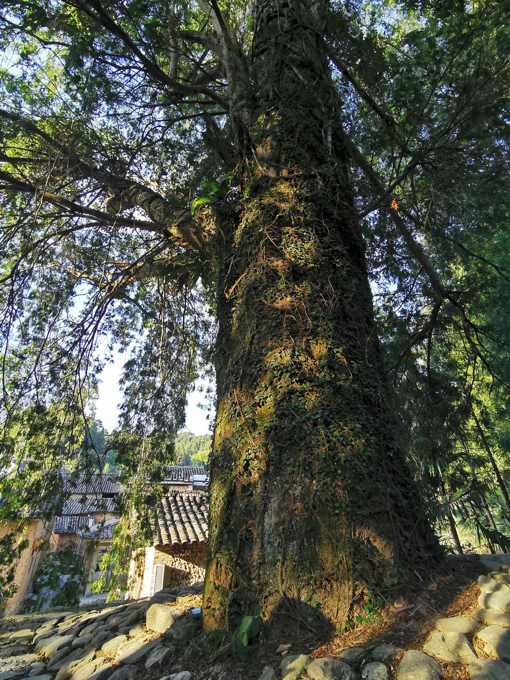 千年红豆杉旅行图片 2