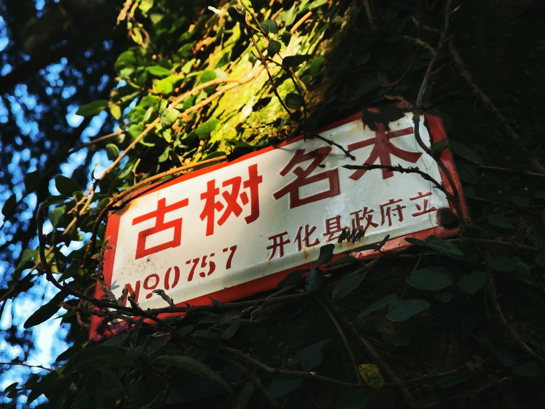 千年红豆杉旅行图片 1
