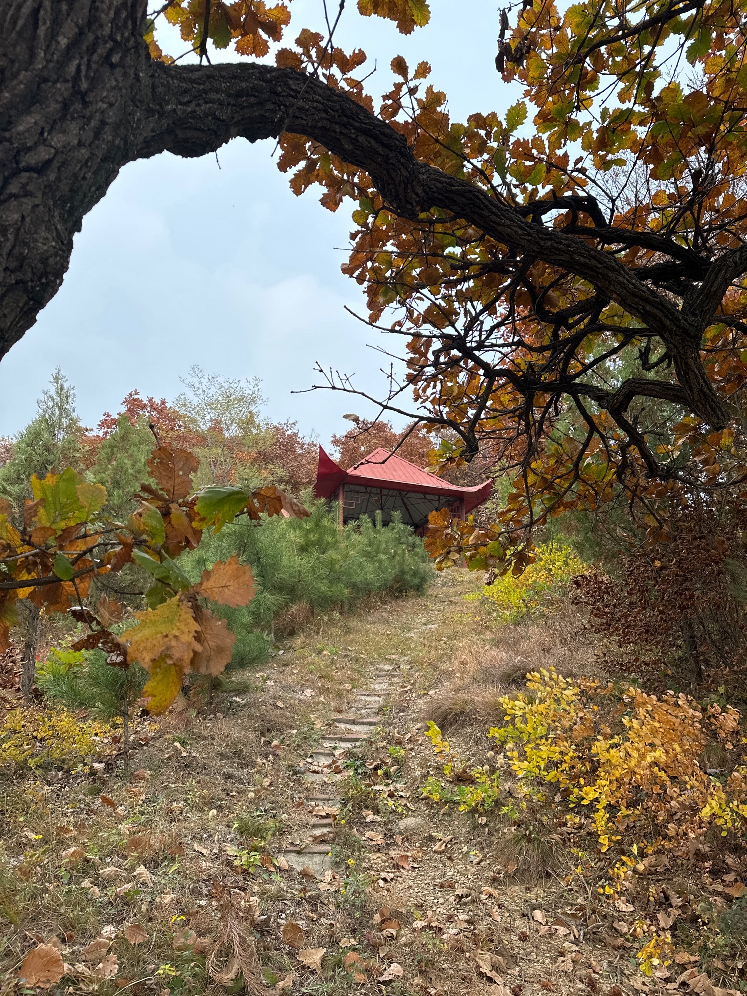 望山亭旅行图片 1