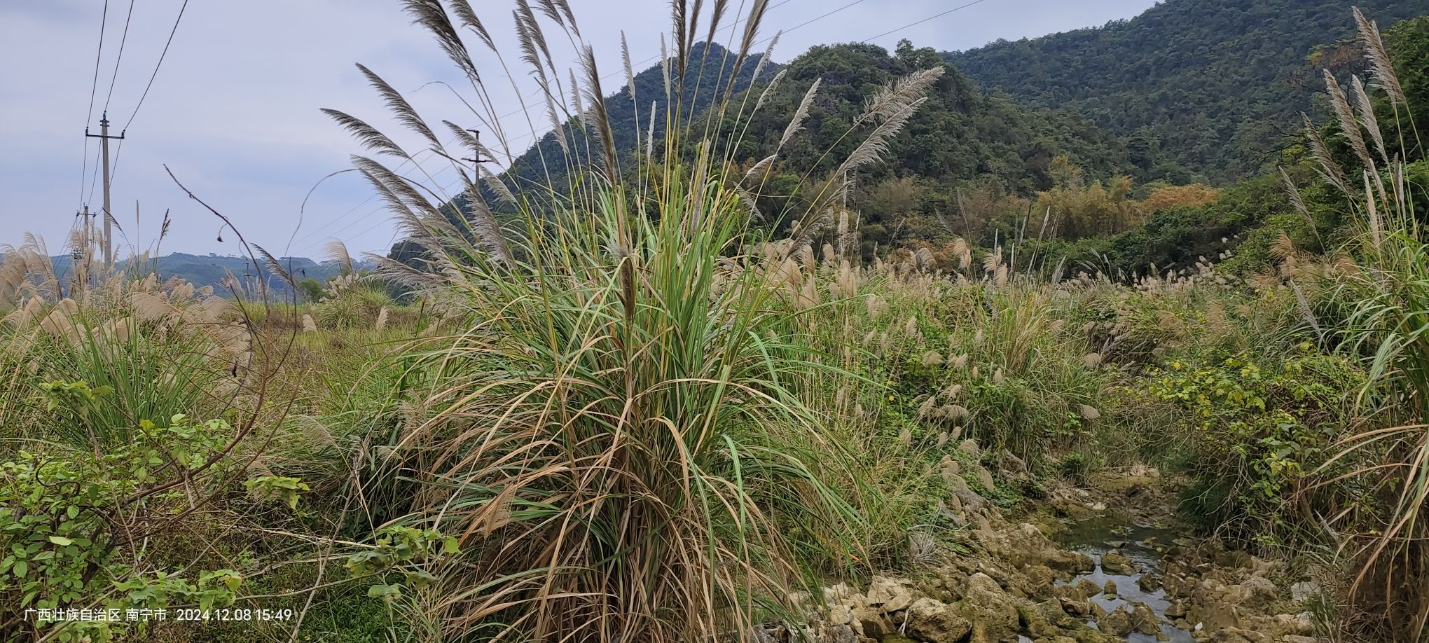 隆安岜岑瀑布旅行图片 3