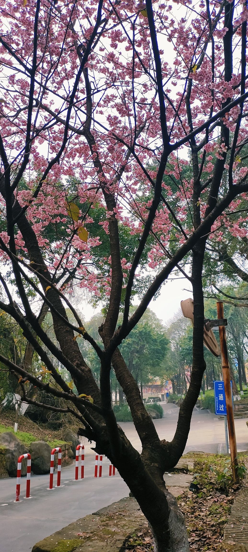 彩虹梯田旅行图片 1