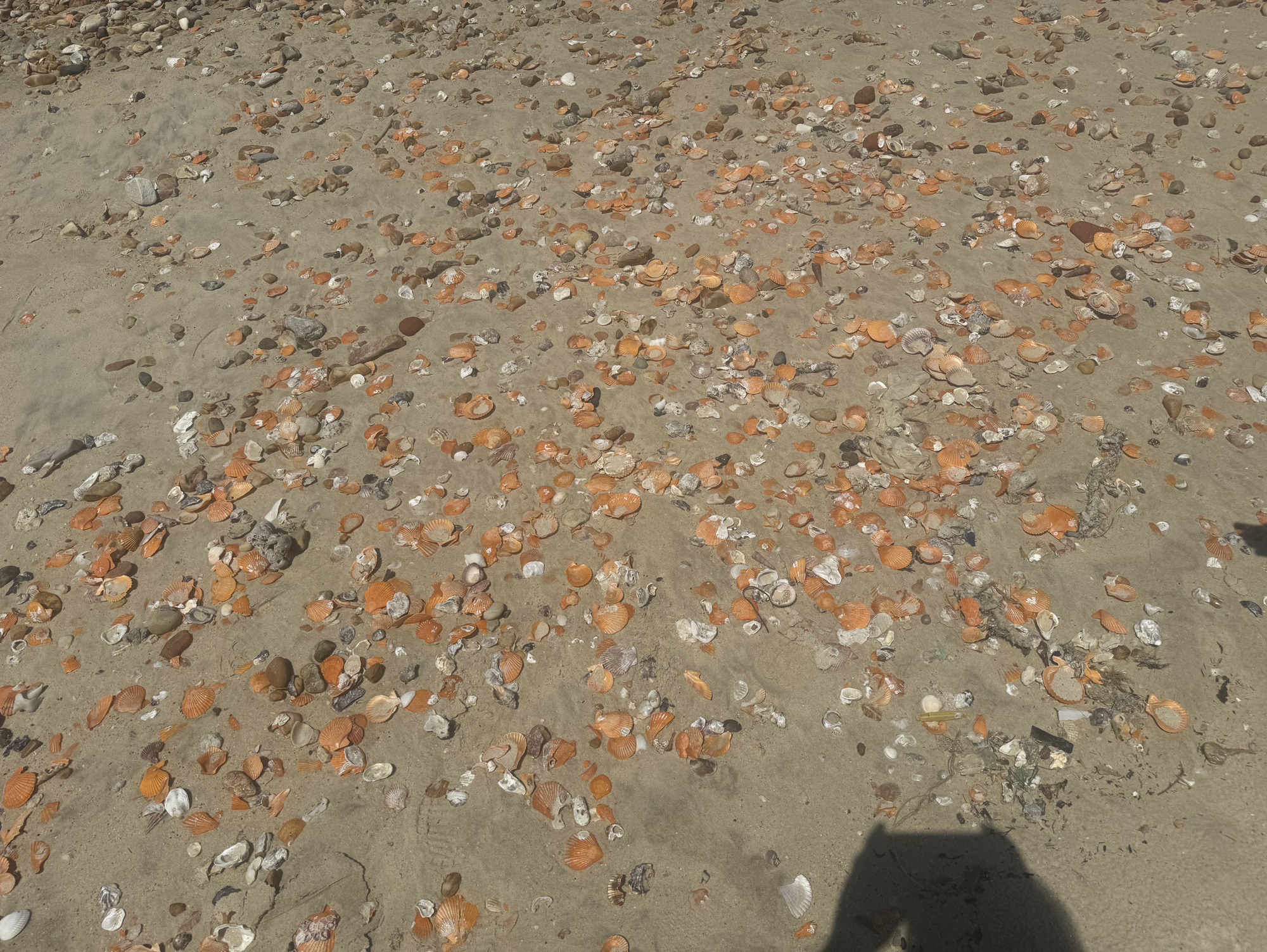 碧甲湾赶海公园旅行图片 3