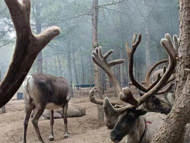乌兰布统达瓦鄂温克驯鹿部落旅行图片 1