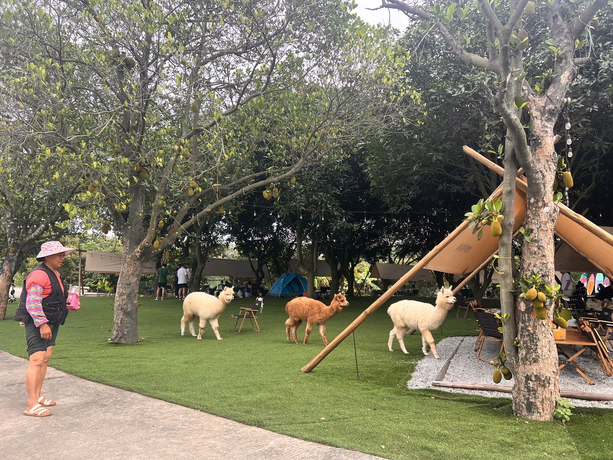 场地封面-牧野森林露营地