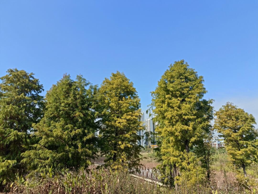 北湖北湿地公园旅行图片 2