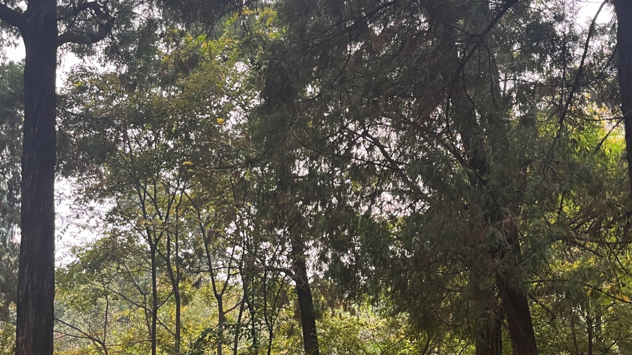 碧沙岗旅行图片 2