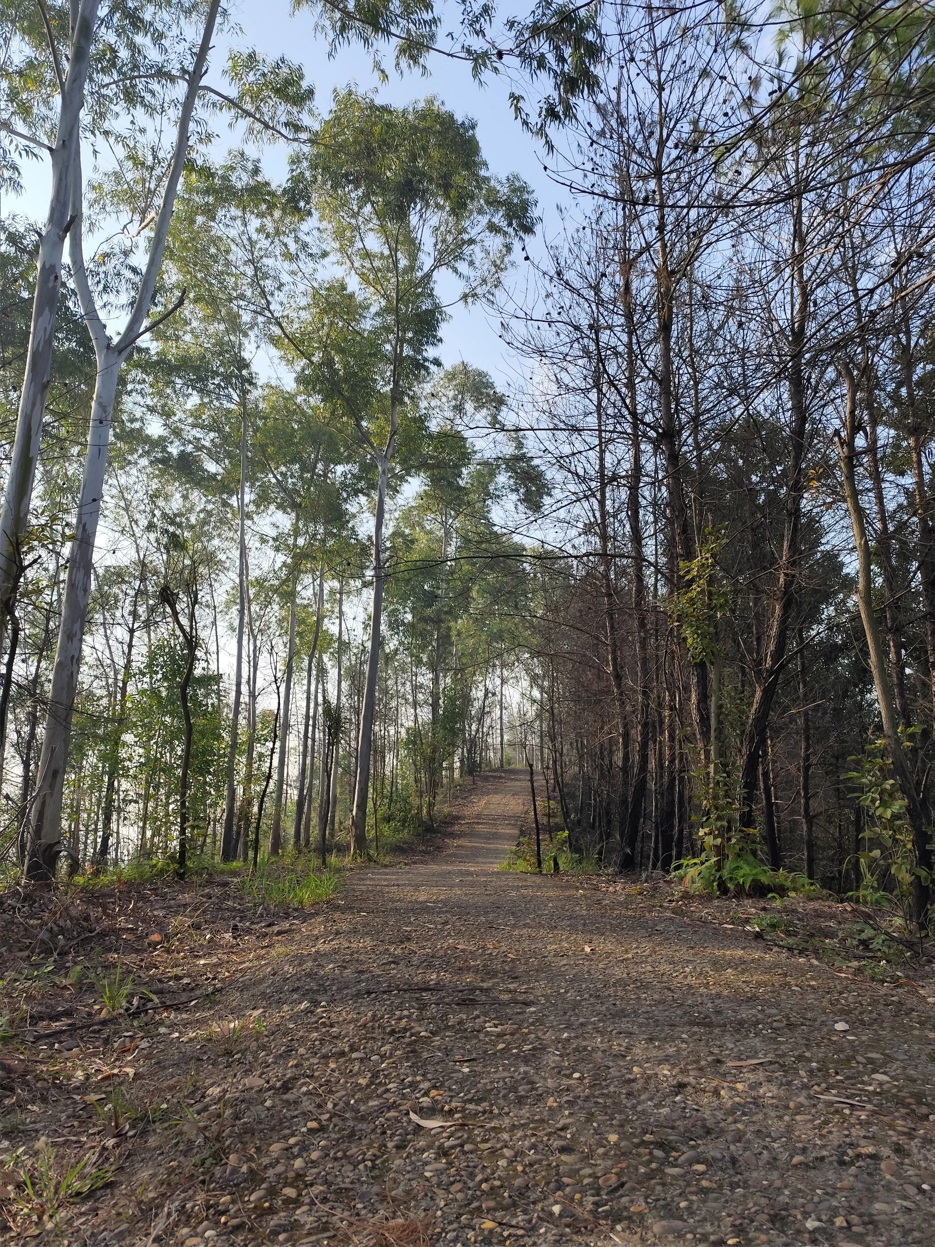 狮卧山公园旅行图片 1