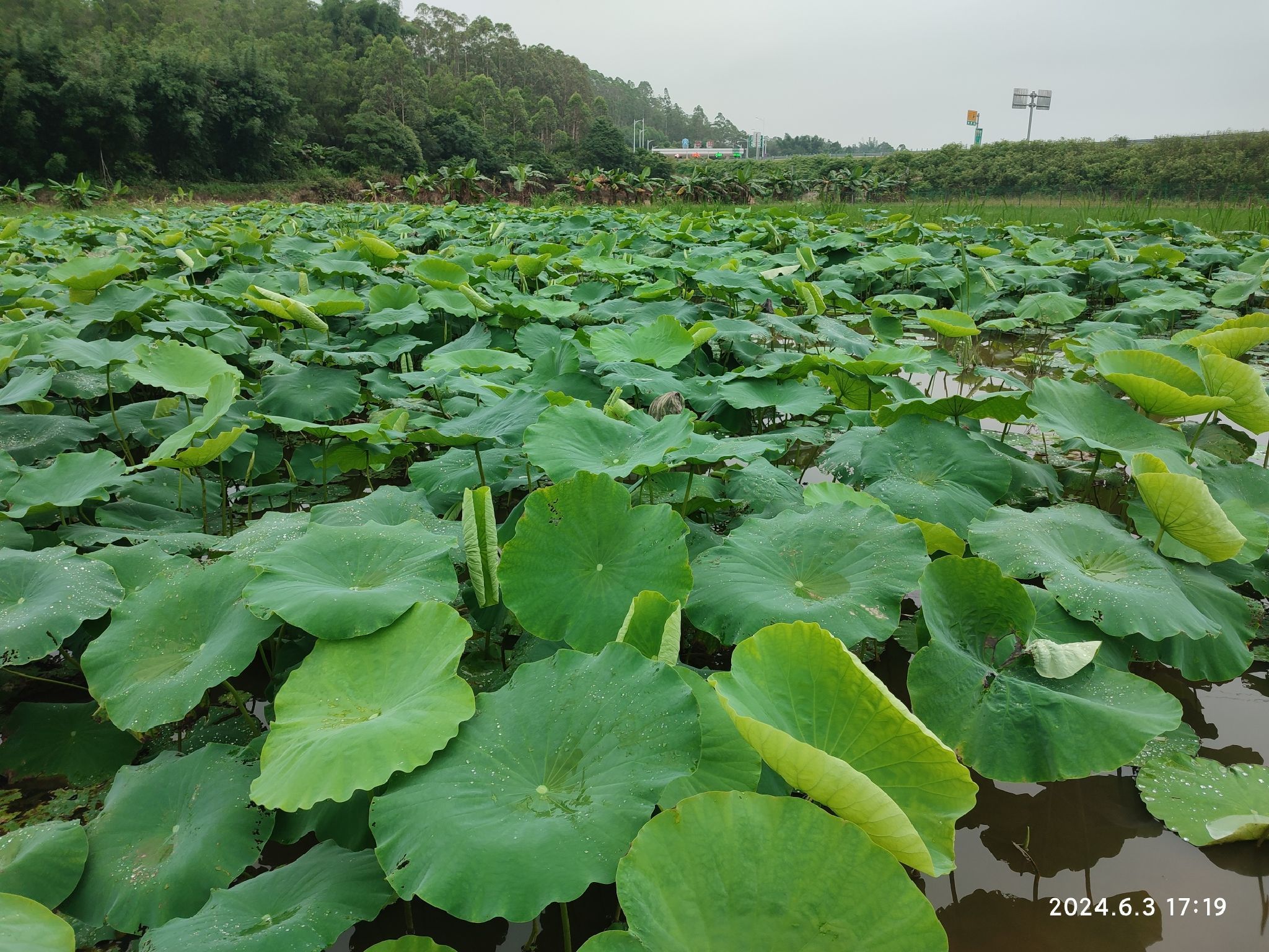 惠州市故乡情农场