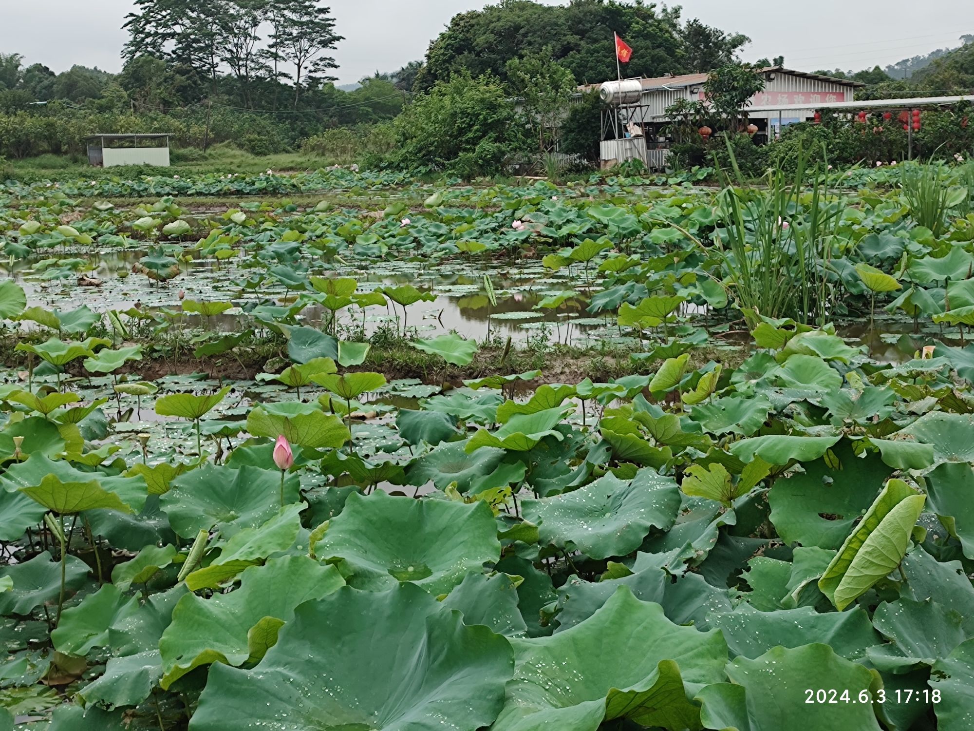 惠州市故乡情农场