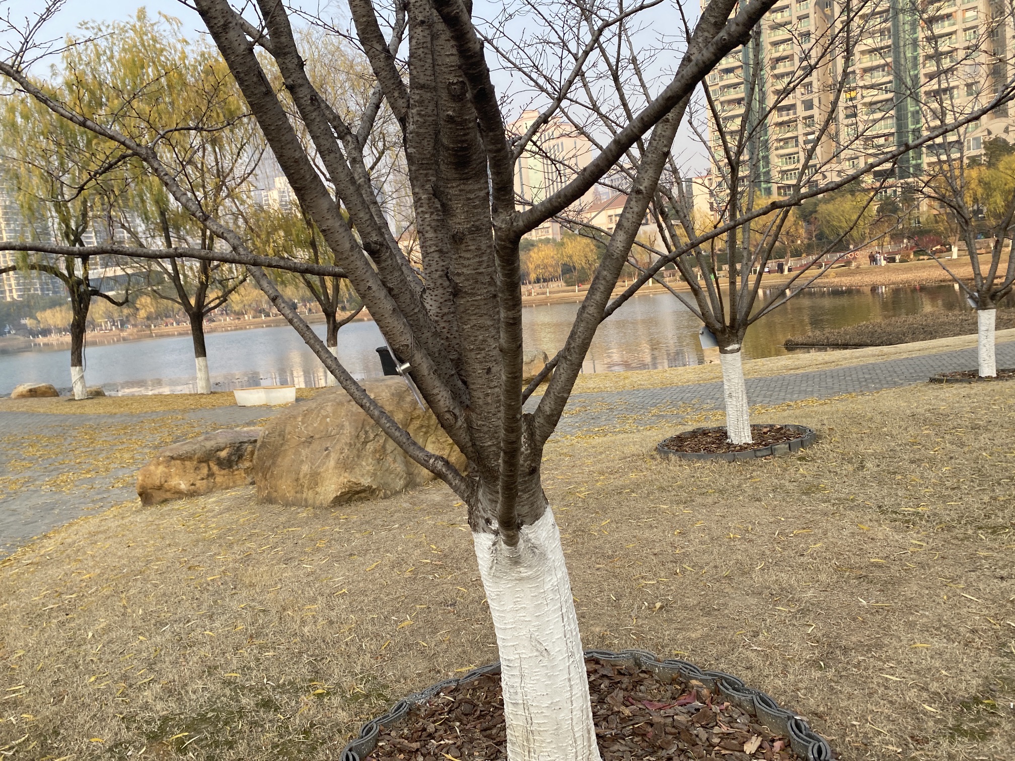 西北湖公园旅行图片 3