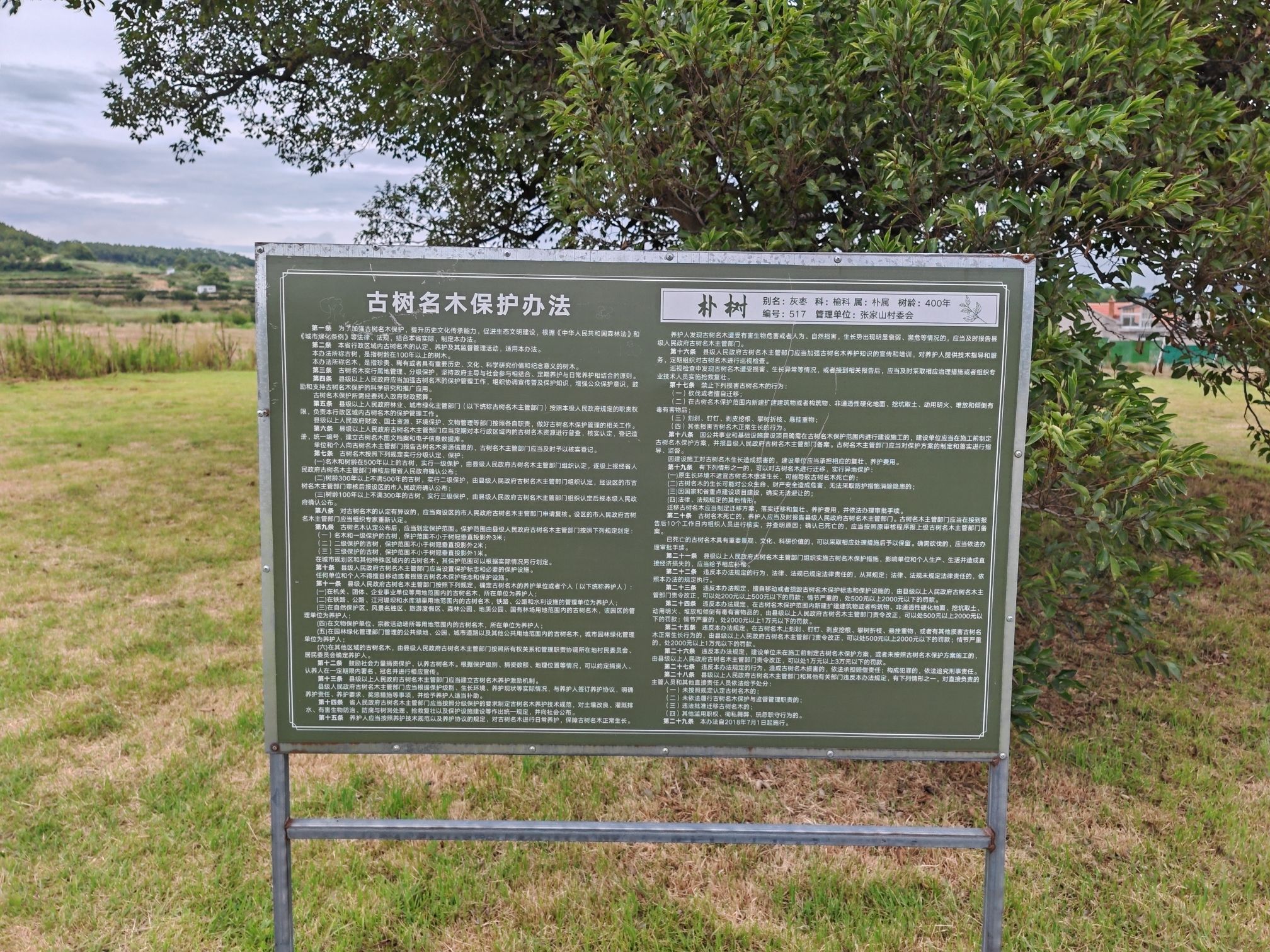 张家山百年朴树旅行图片 3