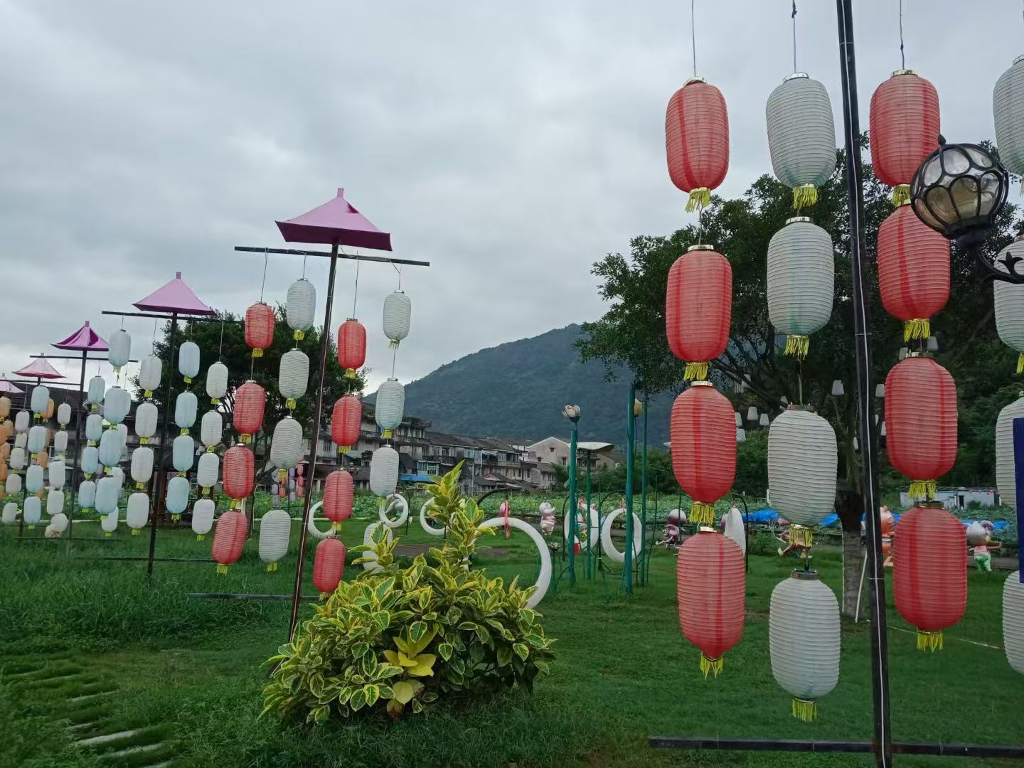 江桥荷花池旅行图片 2