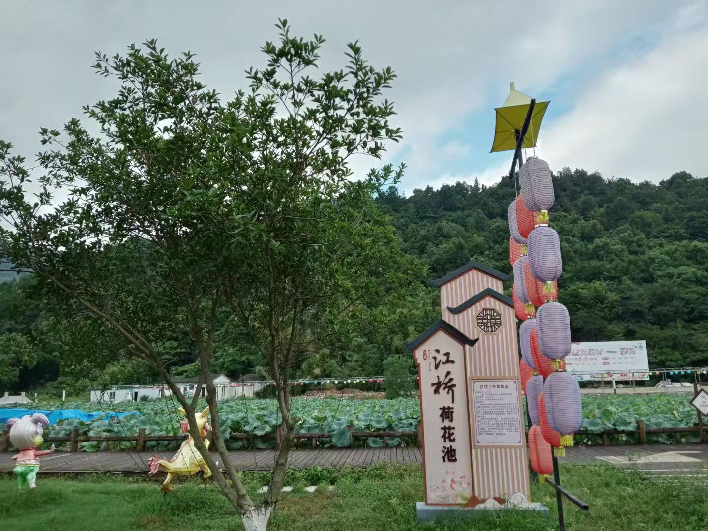江桥荷花池旅行图片 3