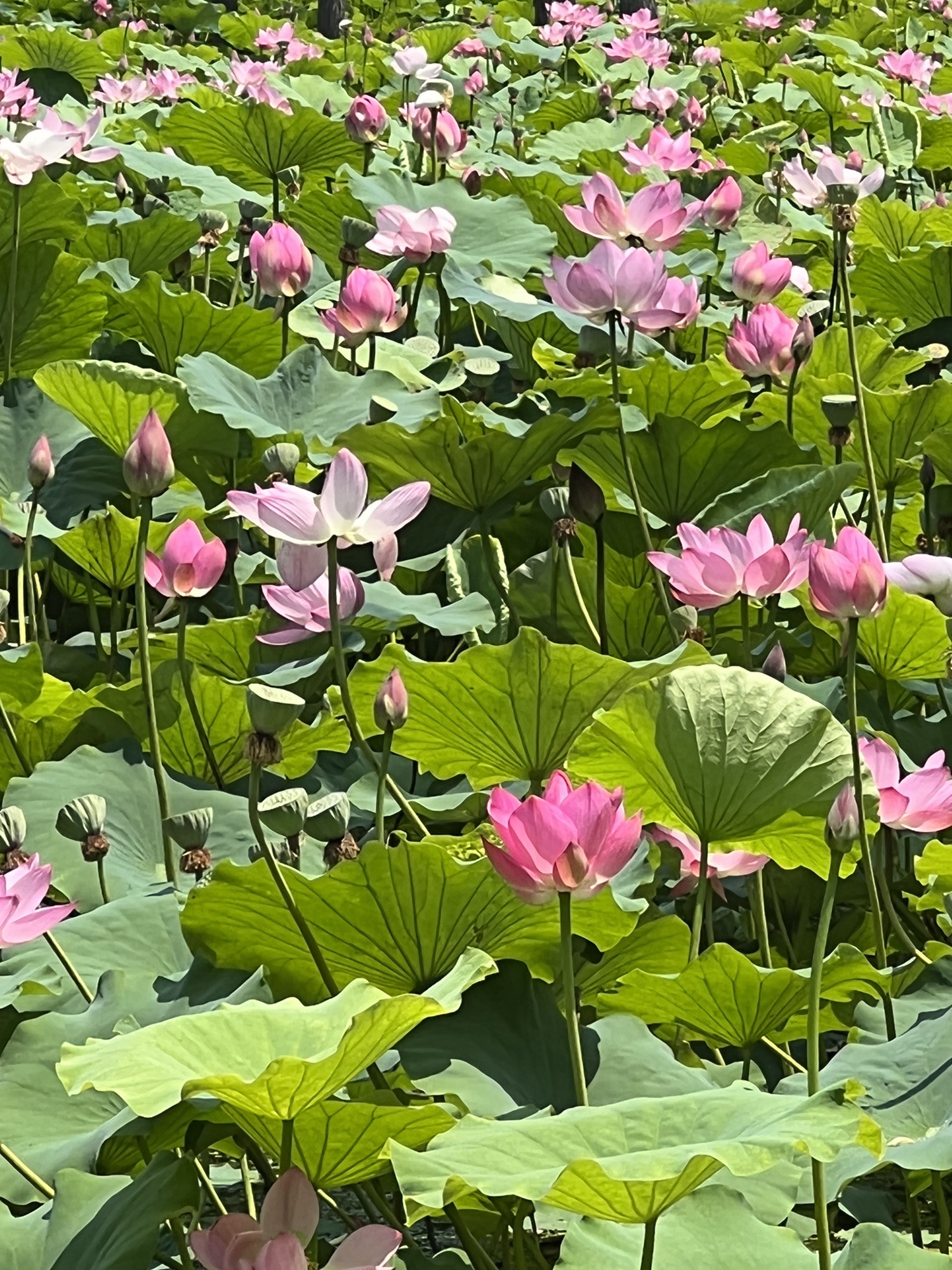 烟台鱼鸟河荷花公园