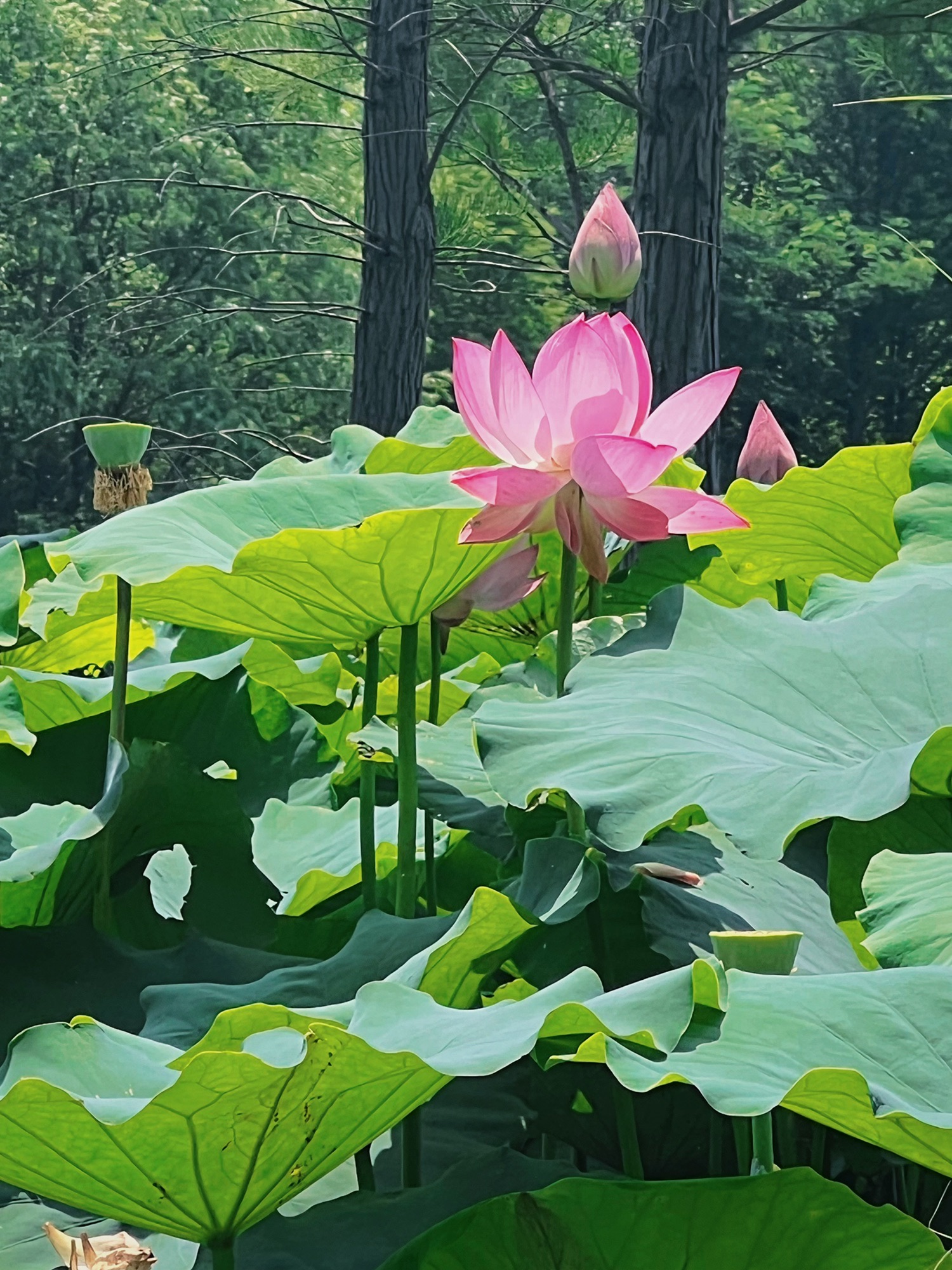 烟台鱼鸟河荷花公园