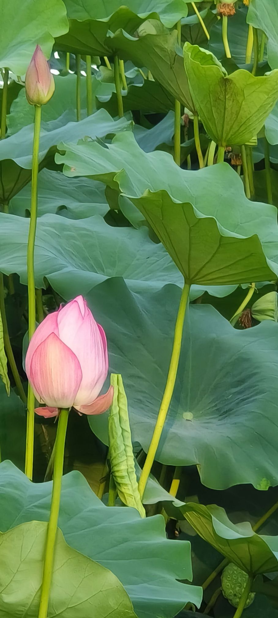 烟台鱼鸟河荷花公园