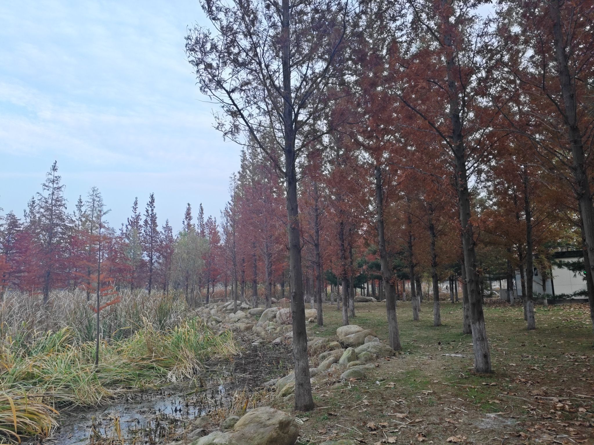 烟台鱼鸟河荷花公园旅行图片 2
