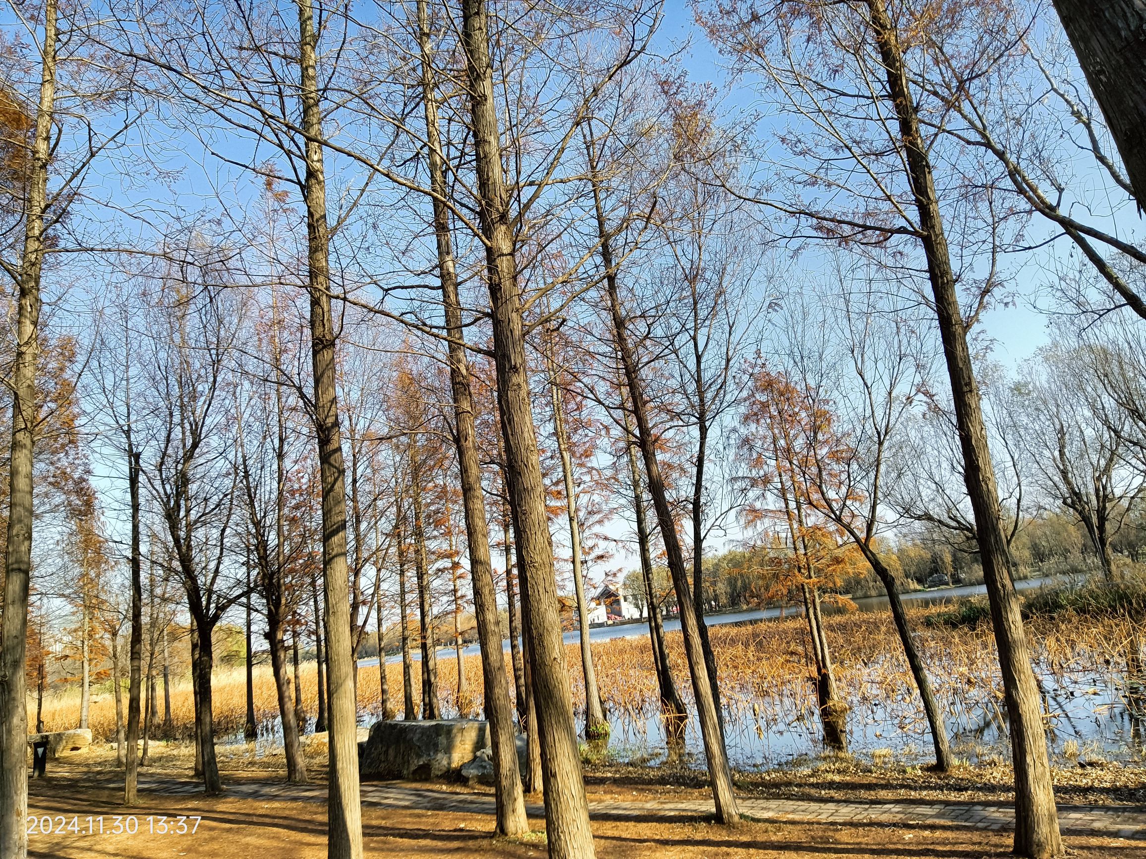 烟台鱼鸟河荷花公园旅行图片 3
