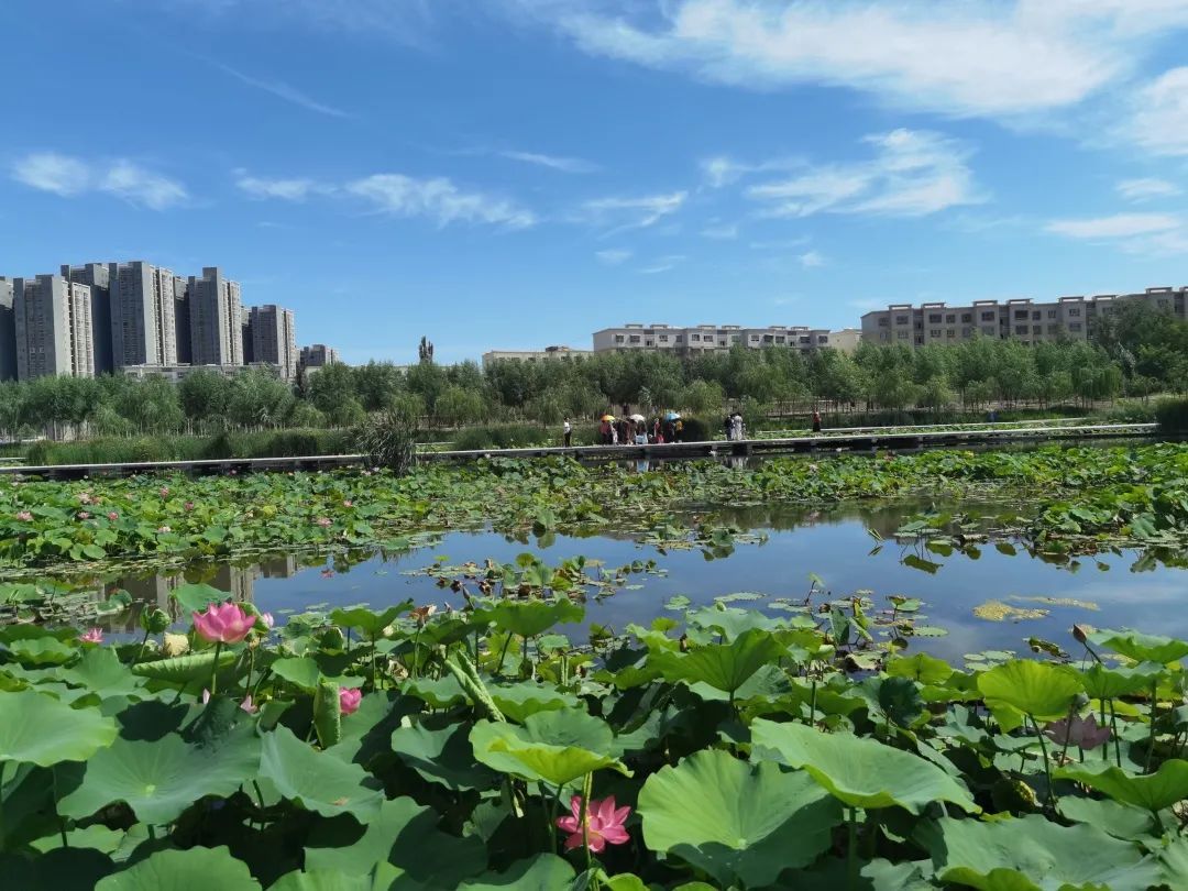 库尔勒市湿地公园