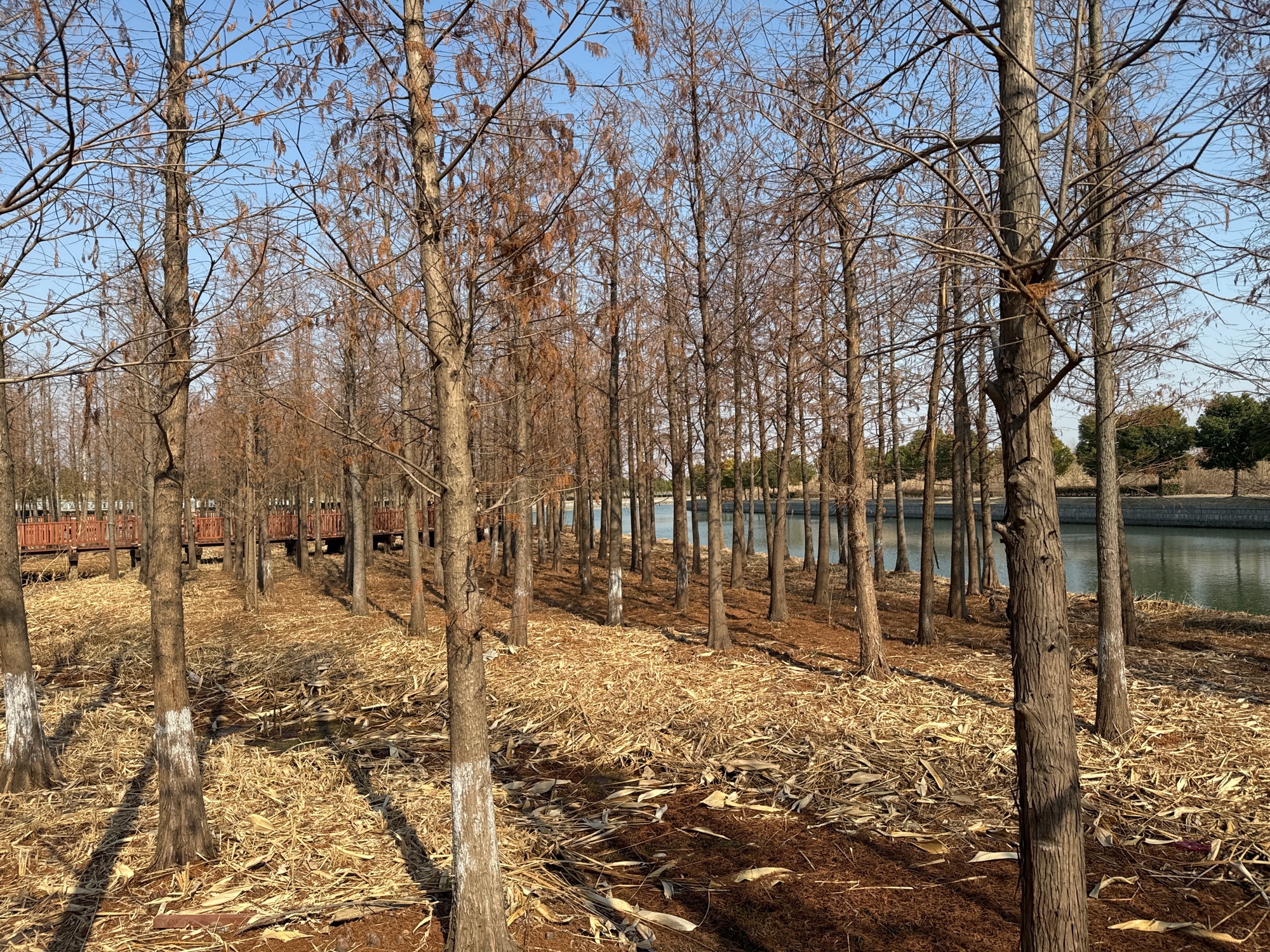 佘北水杉森林公园旅行图片 1