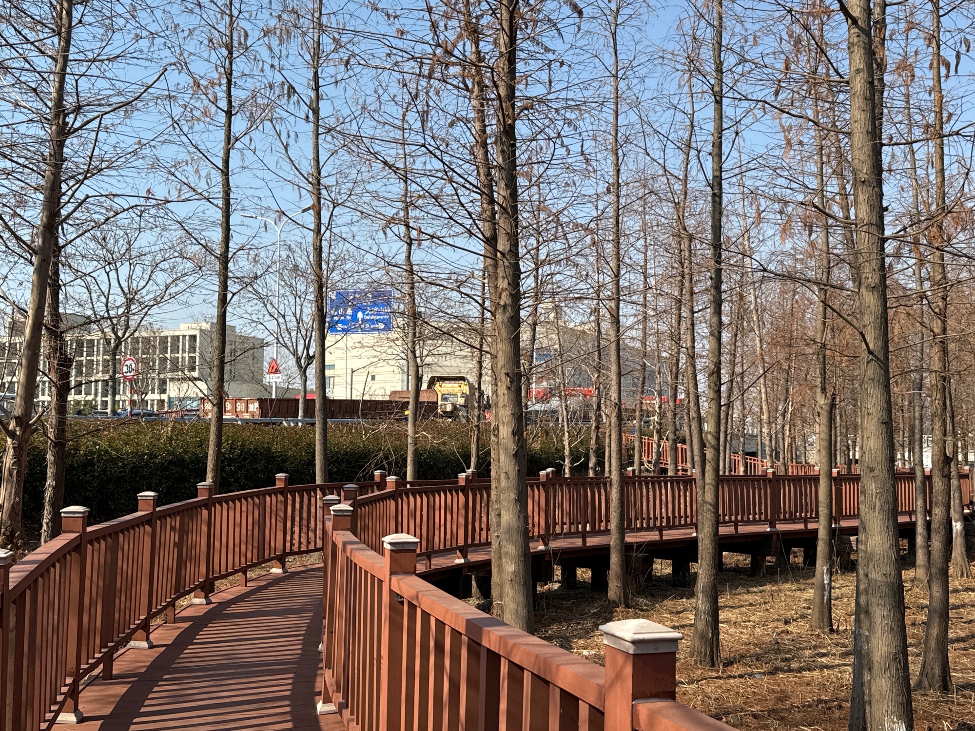 佘北水杉森林公园旅行图片 2