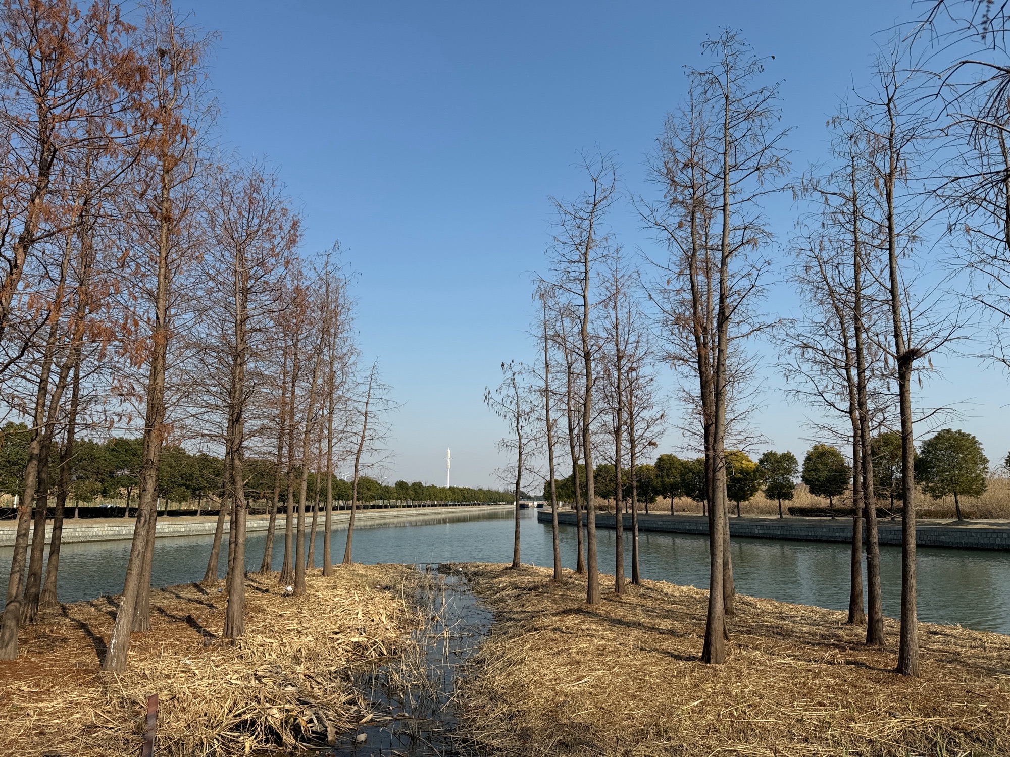 佘北水杉森林公园旅行图片 3