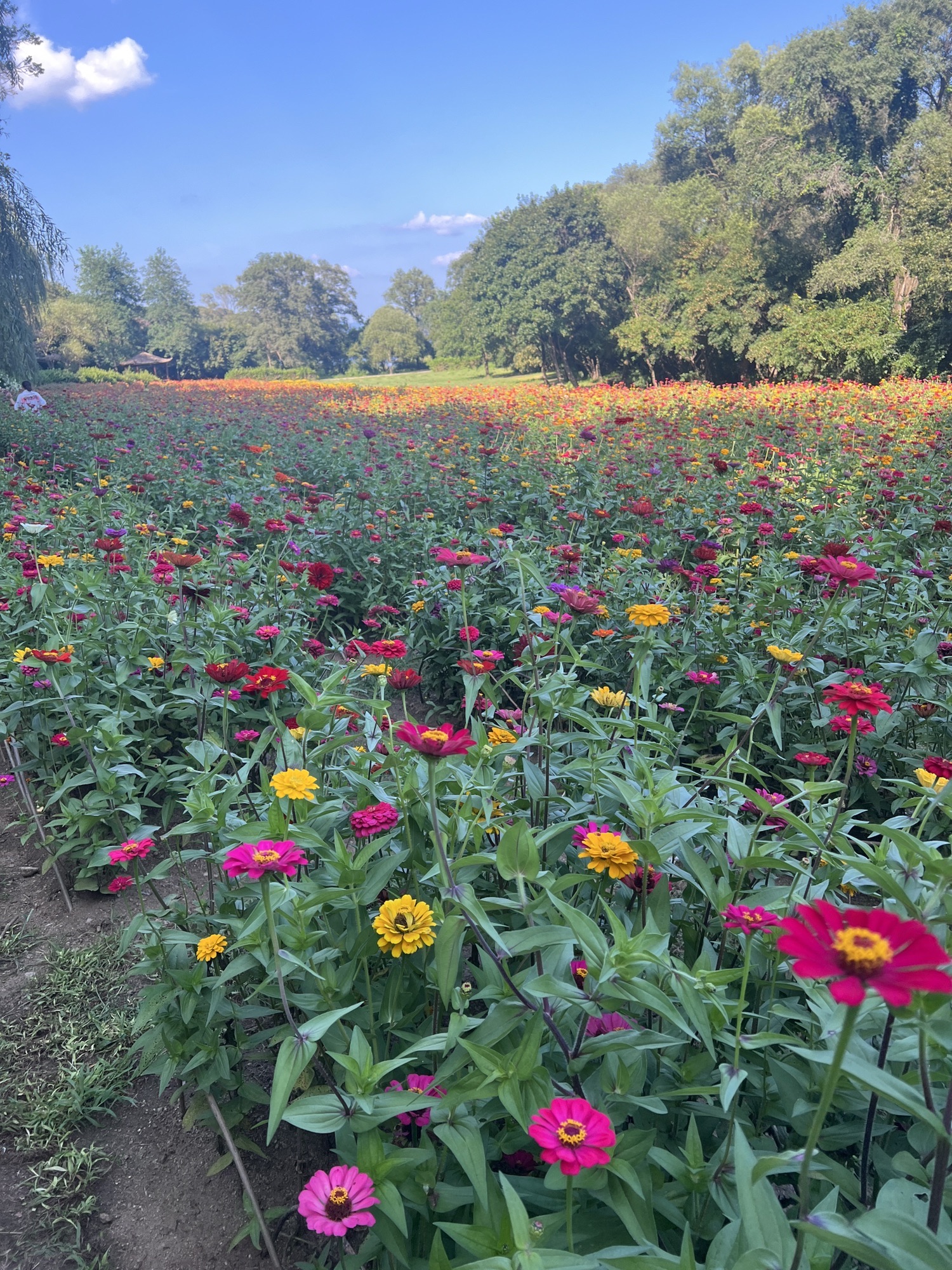 萨尔浒花海