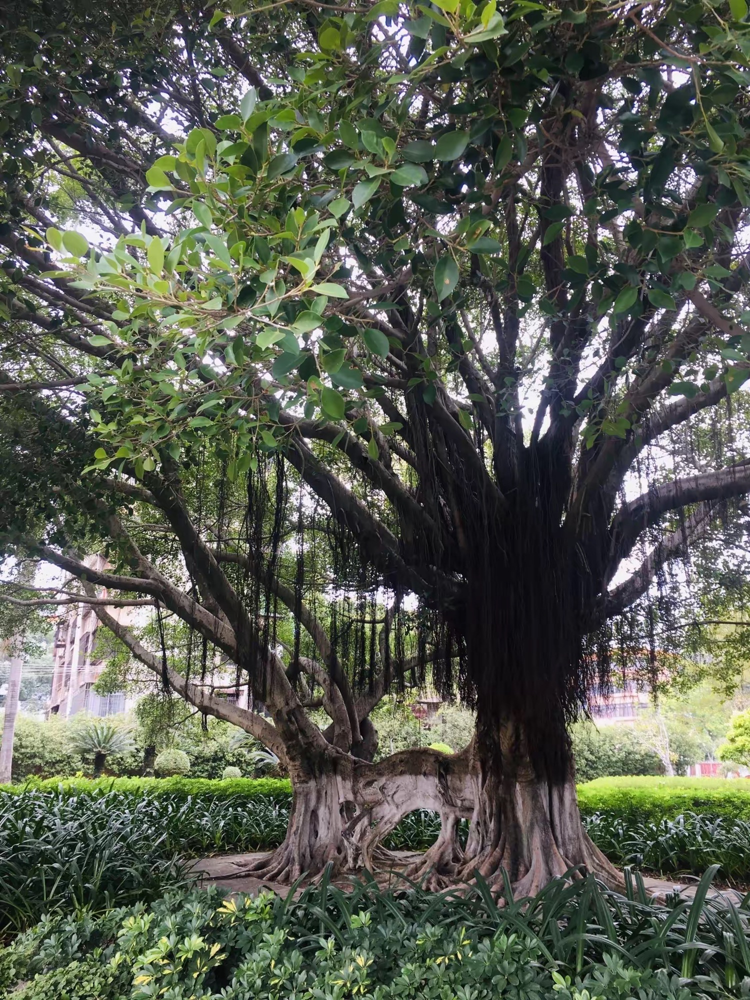 马坝湿地公园旅行图片