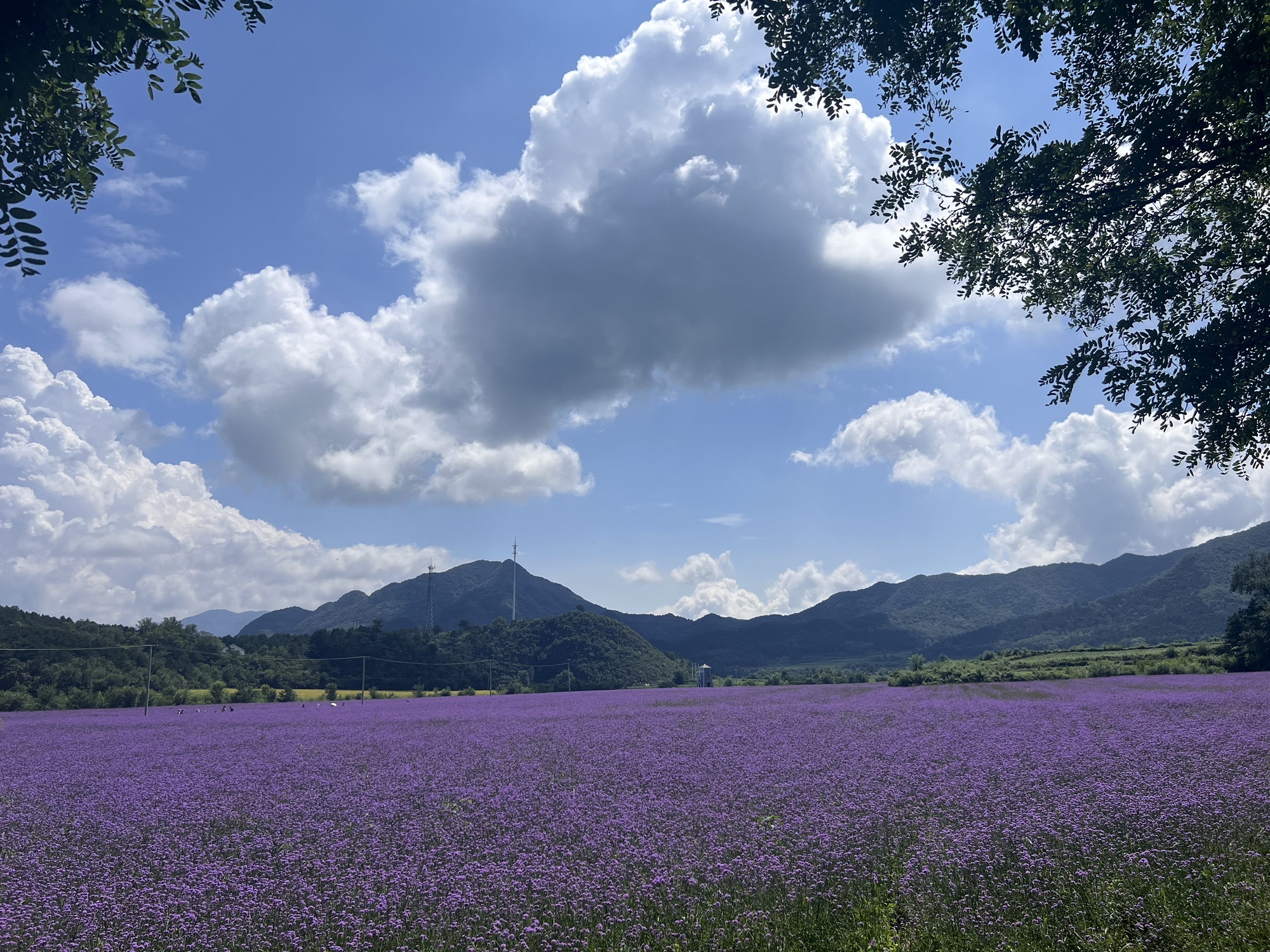 王顺沟花海旅行图片 2