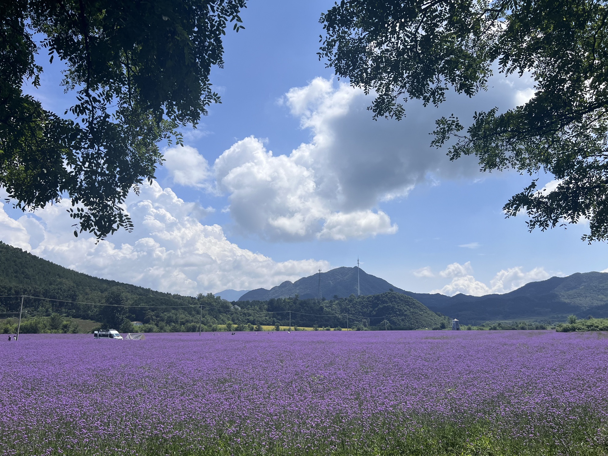 王顺沟花海旅行图片 1