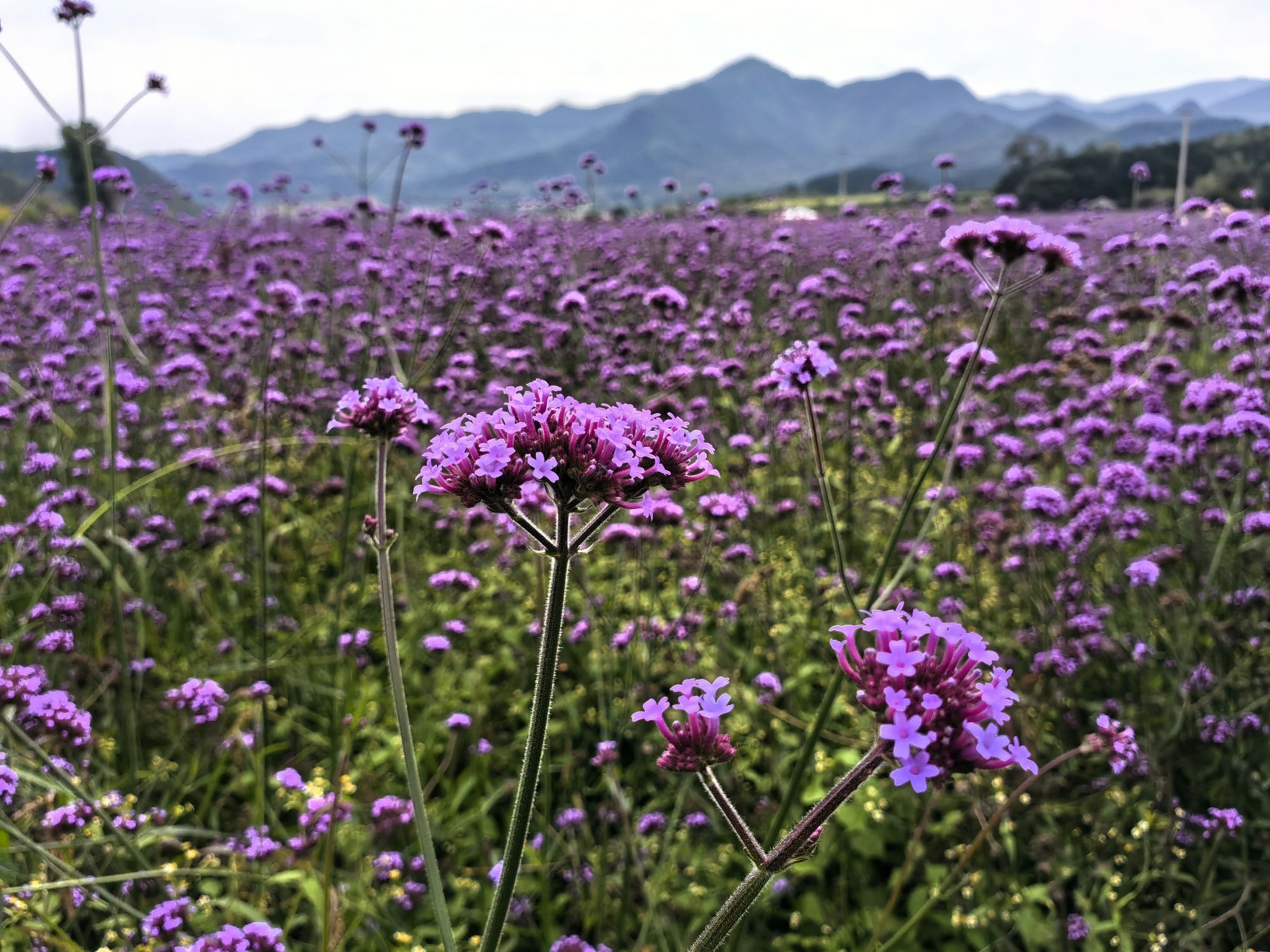 王顺沟花海旅行图片 3