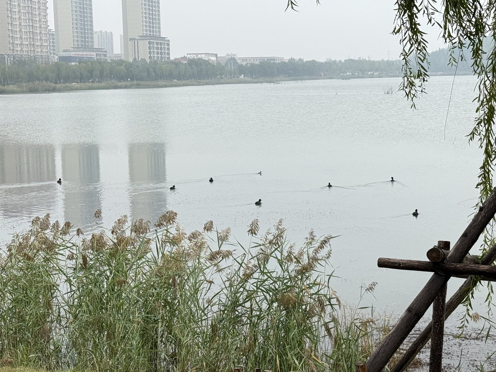 玉龙湖公园旅行图片 3