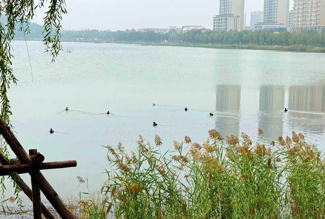 玉龙湖公园旅行图片 1