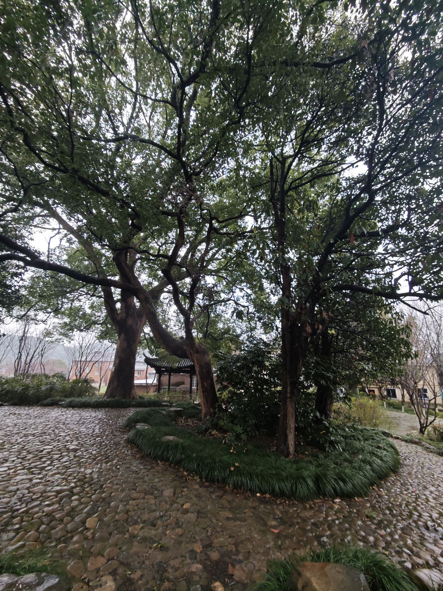 古樟树公园