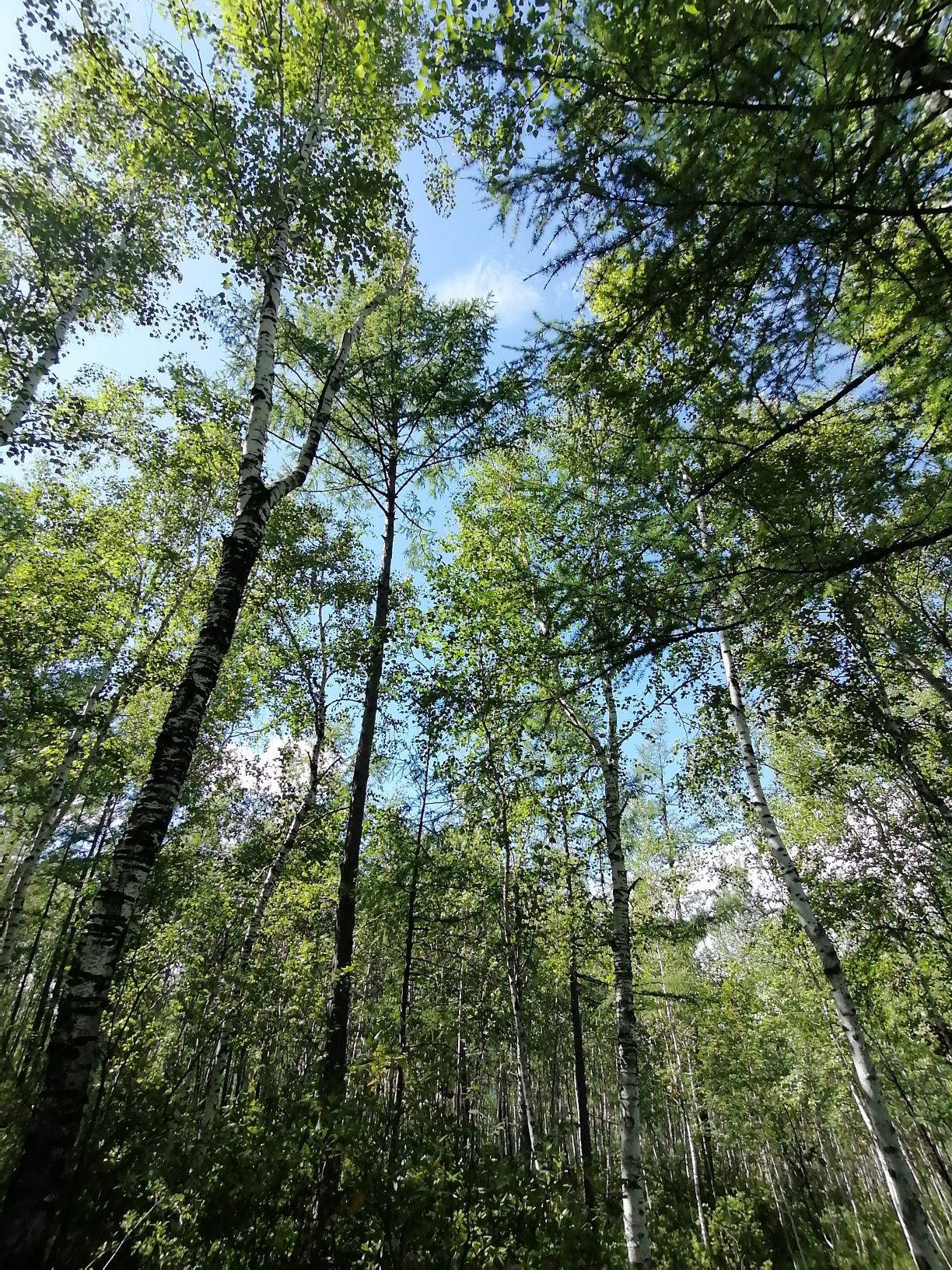 北极岛(暂停开放)旅行图片 1