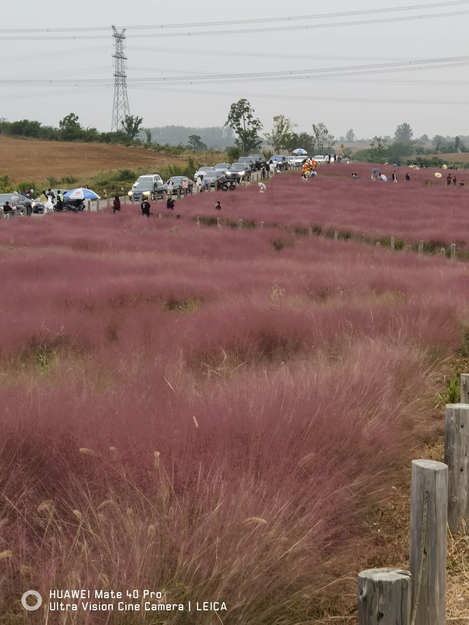 小岭南粉黛花园旅行图片 3