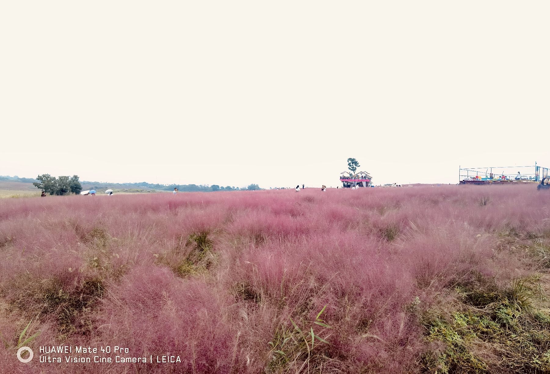 小岭南粉黛花园旅行图片 1