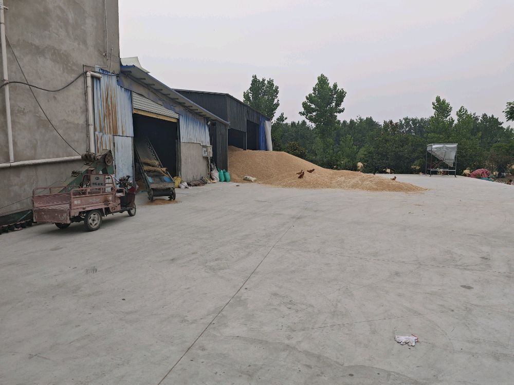 张计划粮食收购任桥镇粮站