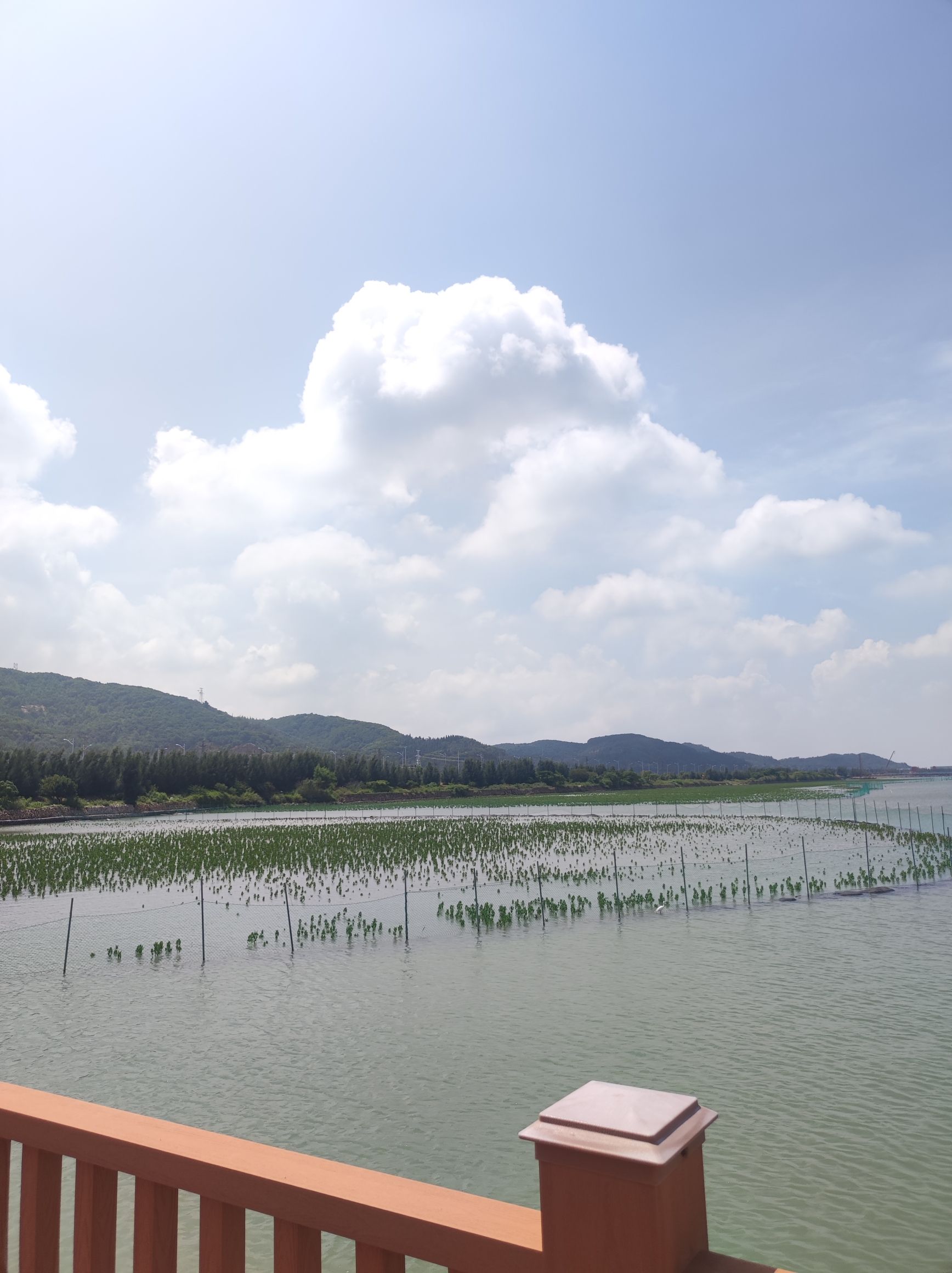 东山湾红树林旅行图片 2