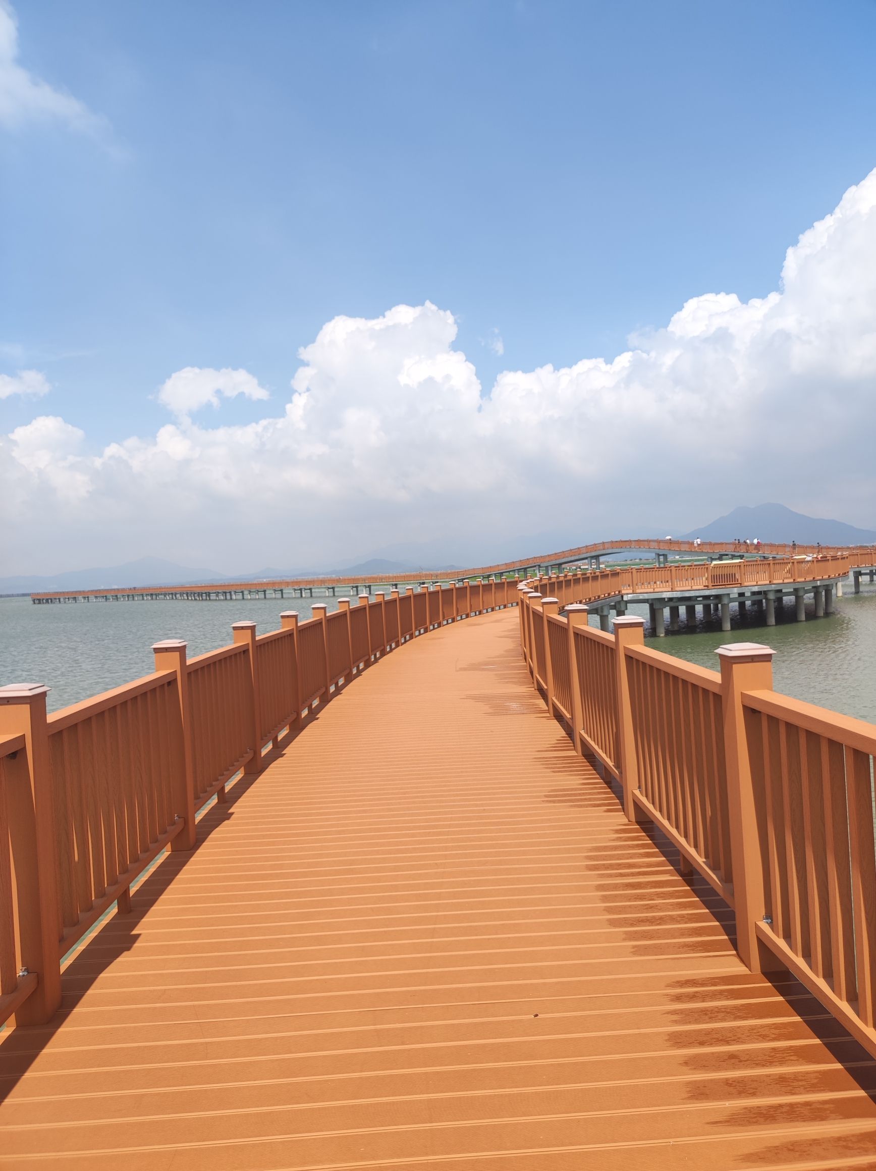 东山湾红树林旅行图片 1