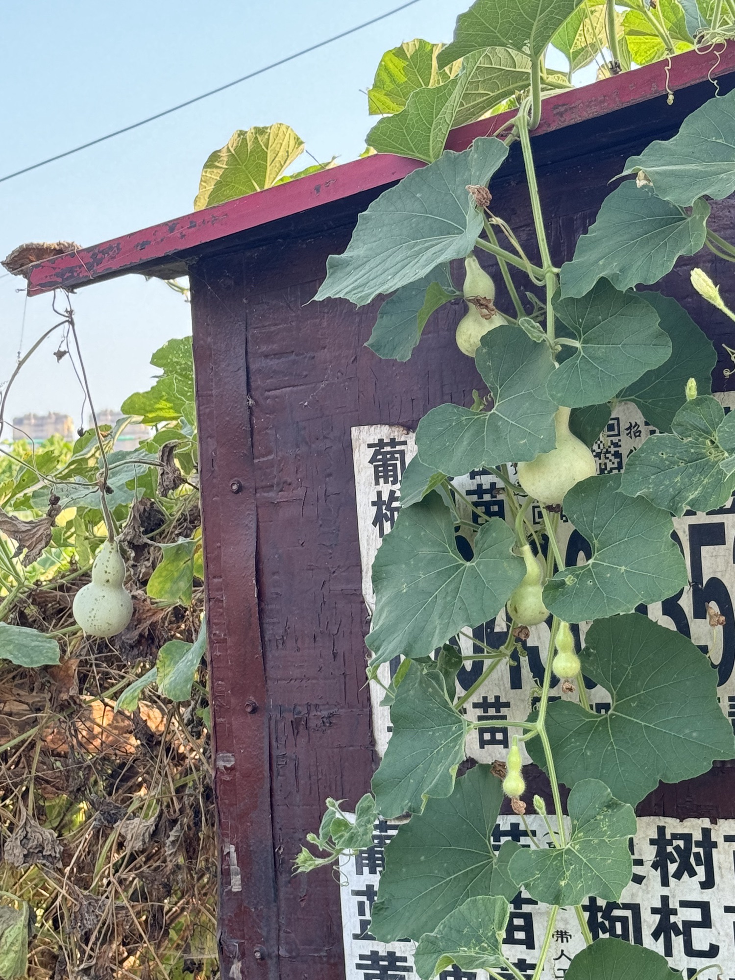 十二多肉植物园旅行图片 3