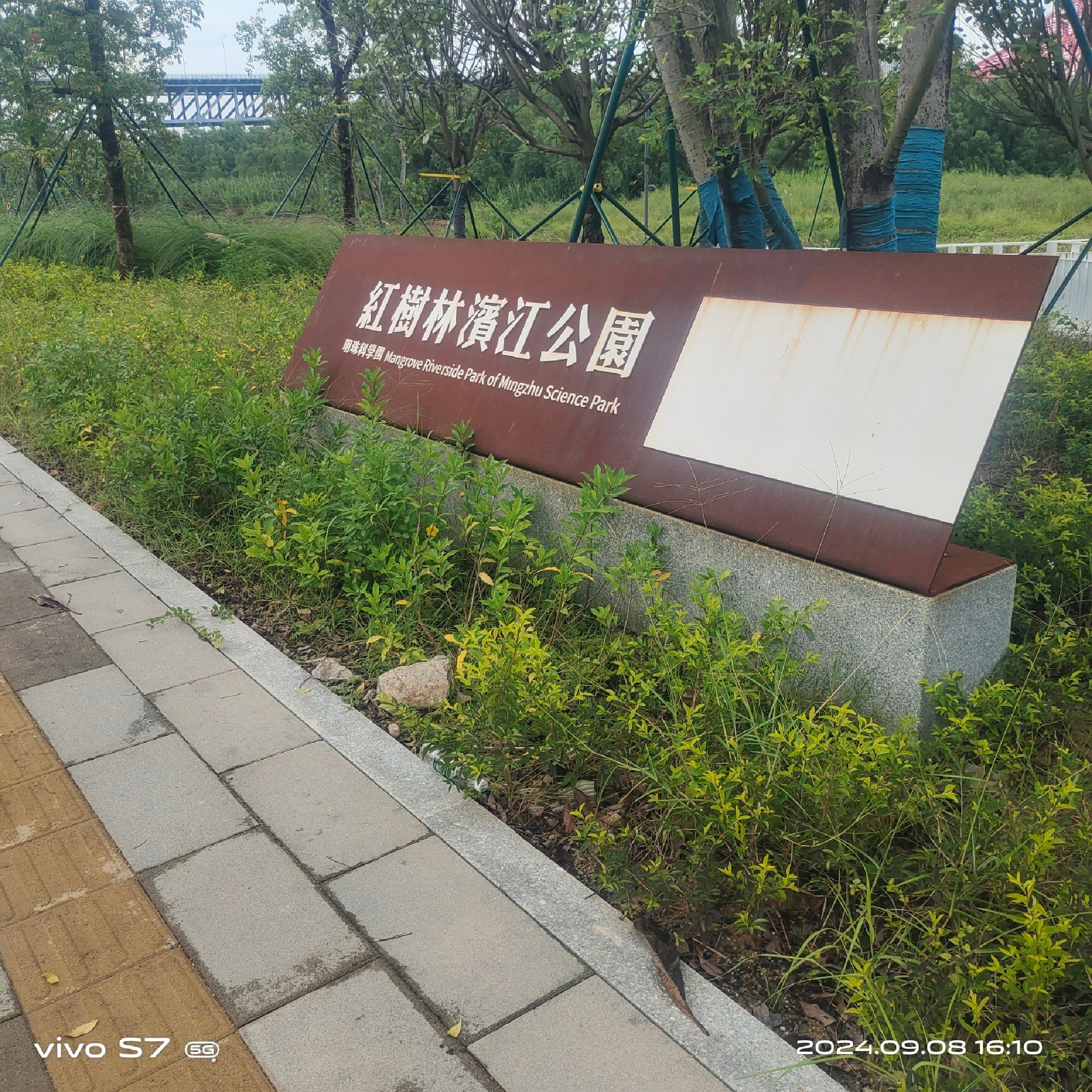 南沙红树林旅行图片 1