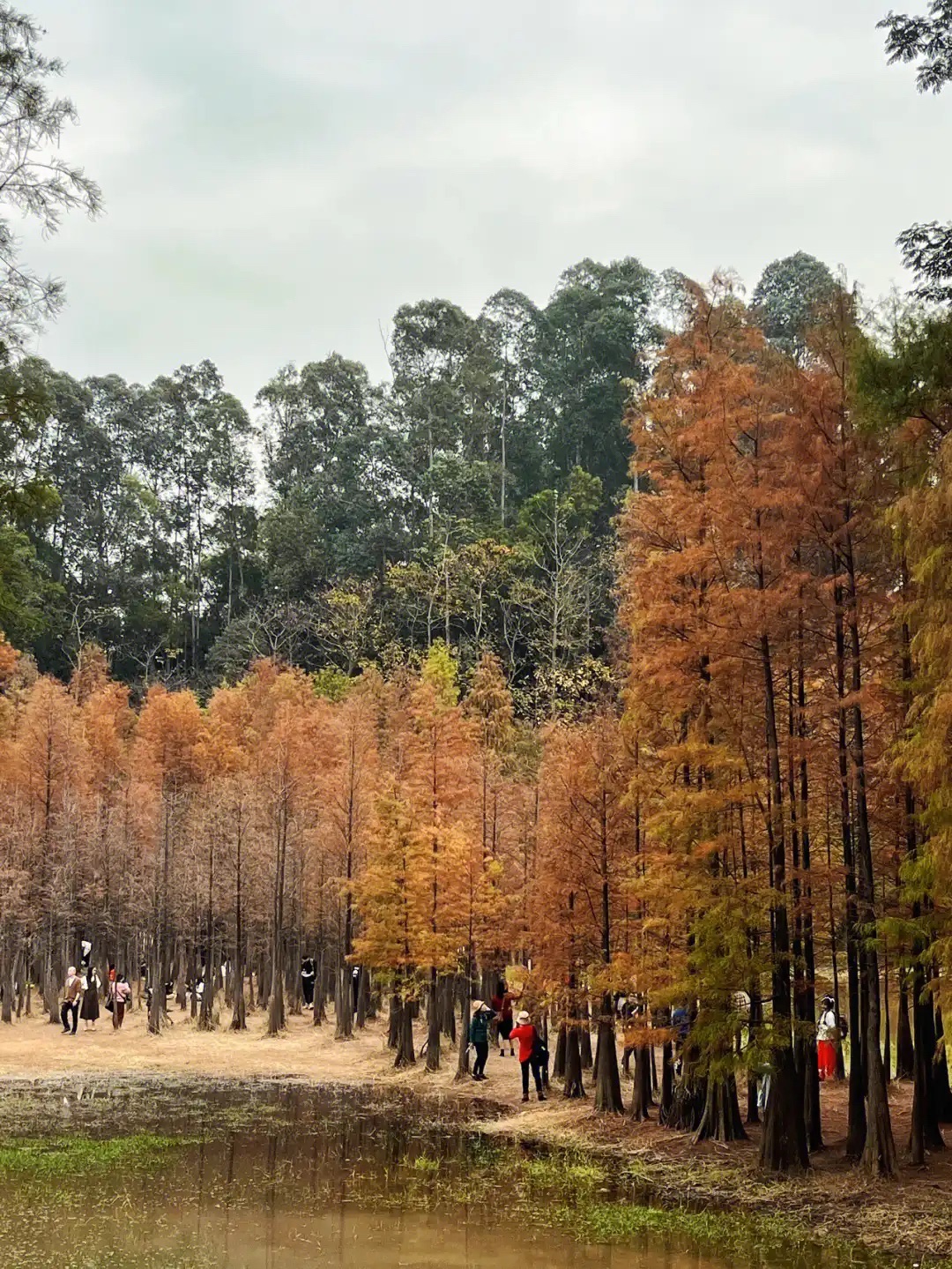 南沙红树林旅行图片 1