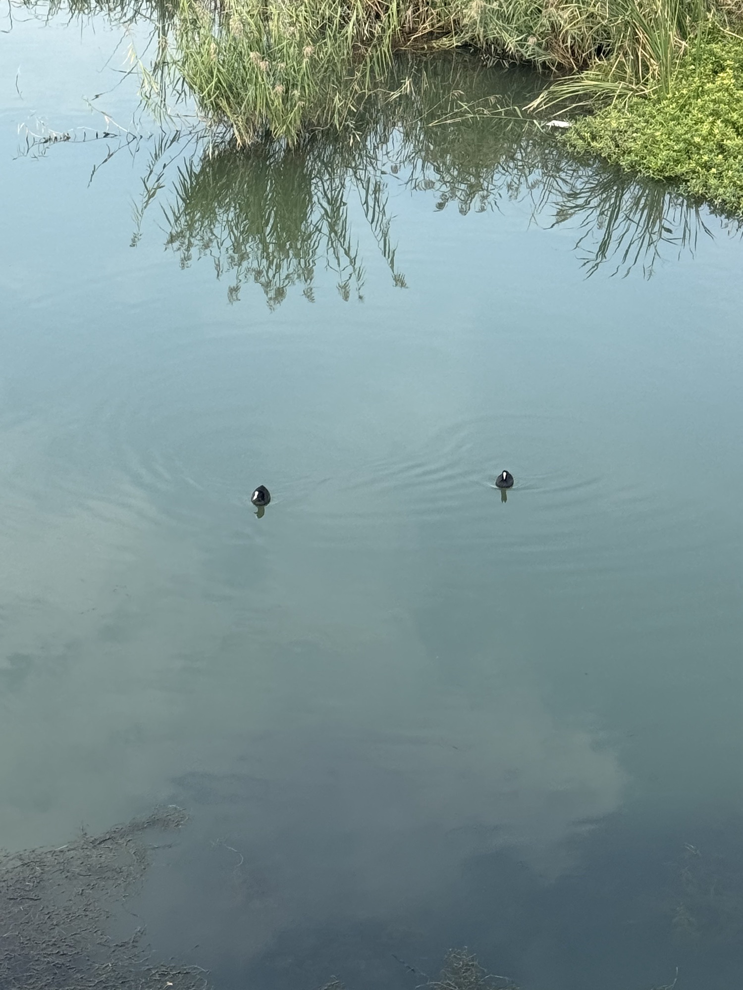 凯盛南湖湿地公园旅行图片 1