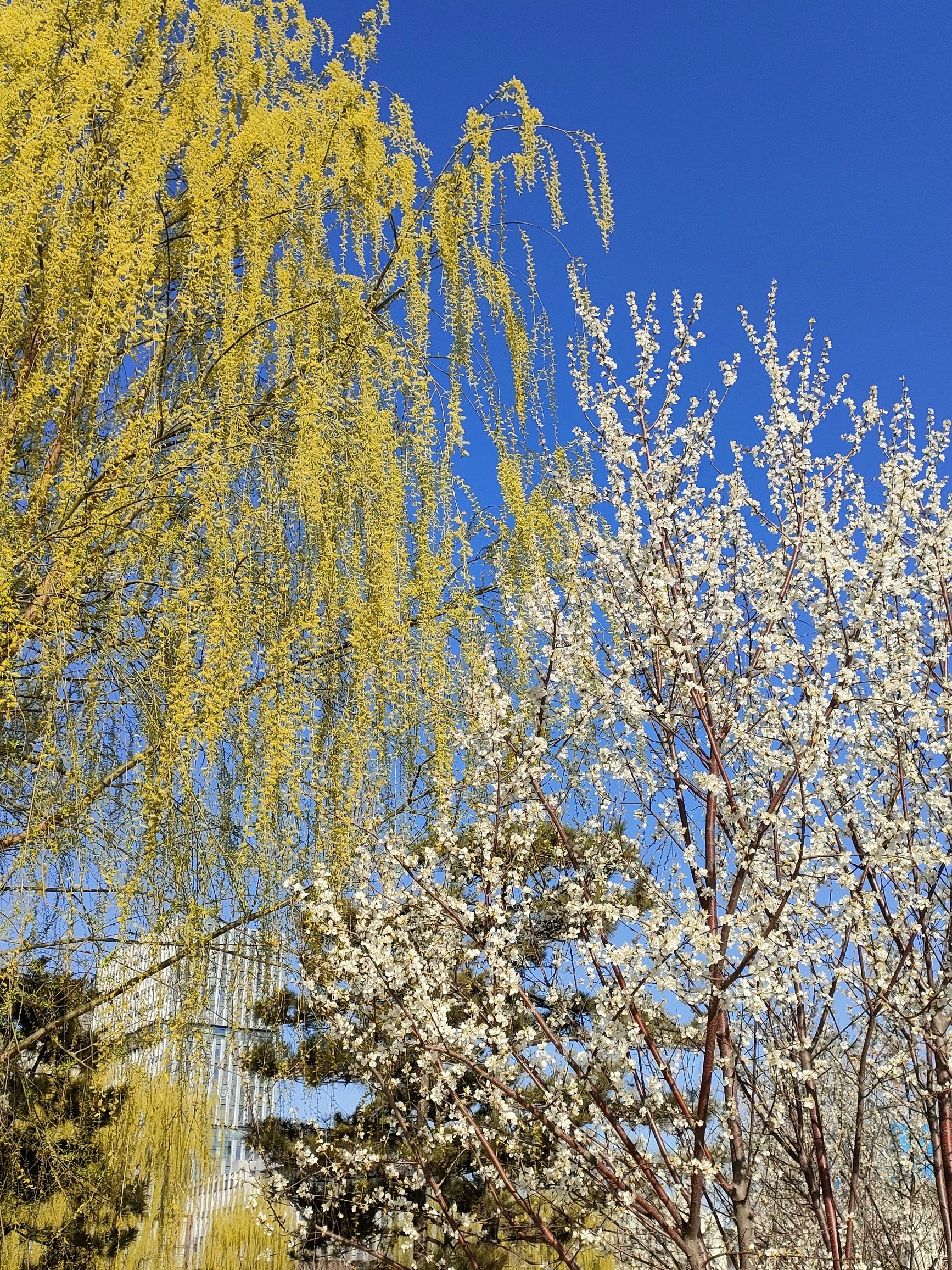 保定深保樱花公园