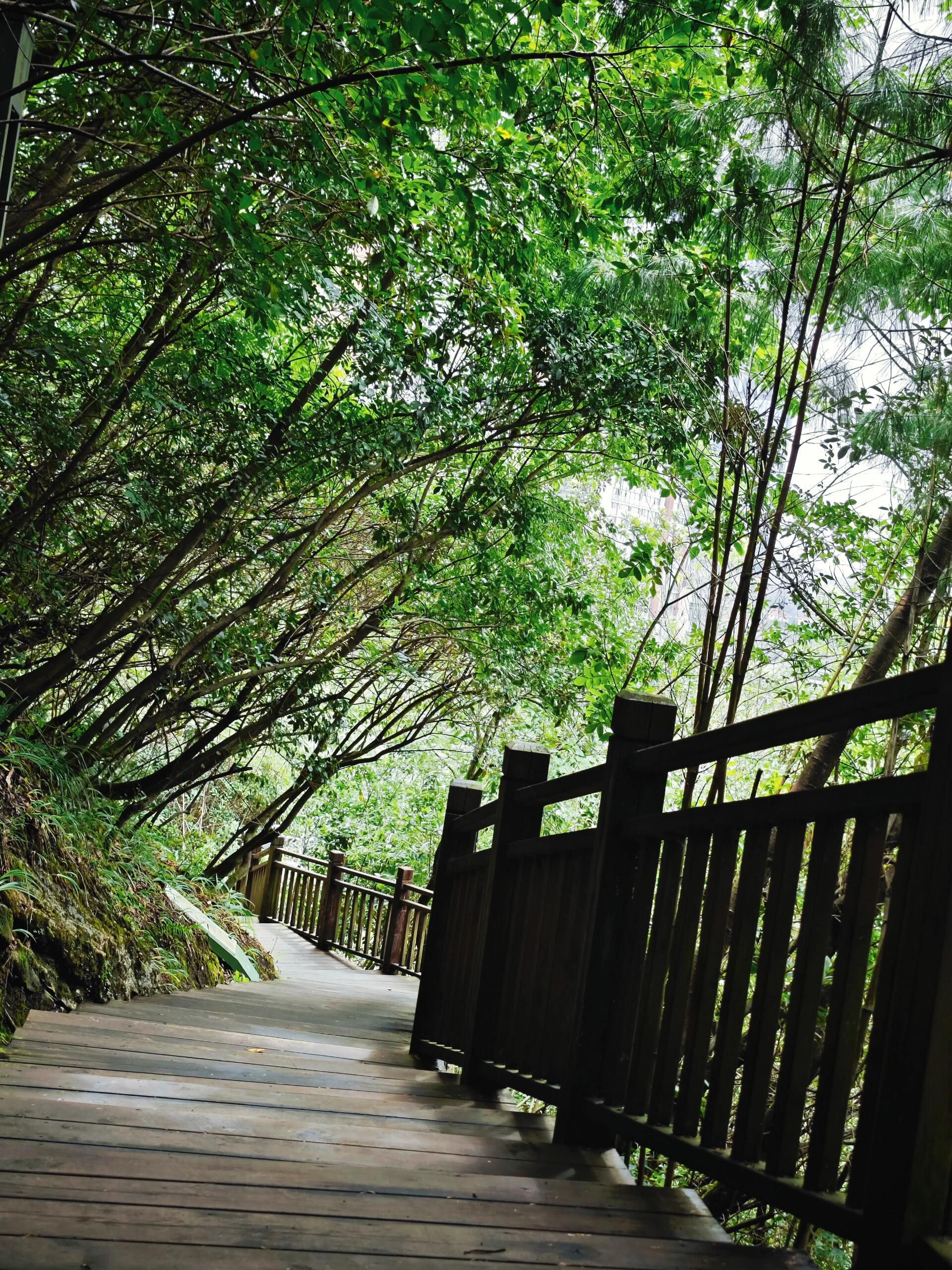 小龙井公园旅行图片 1